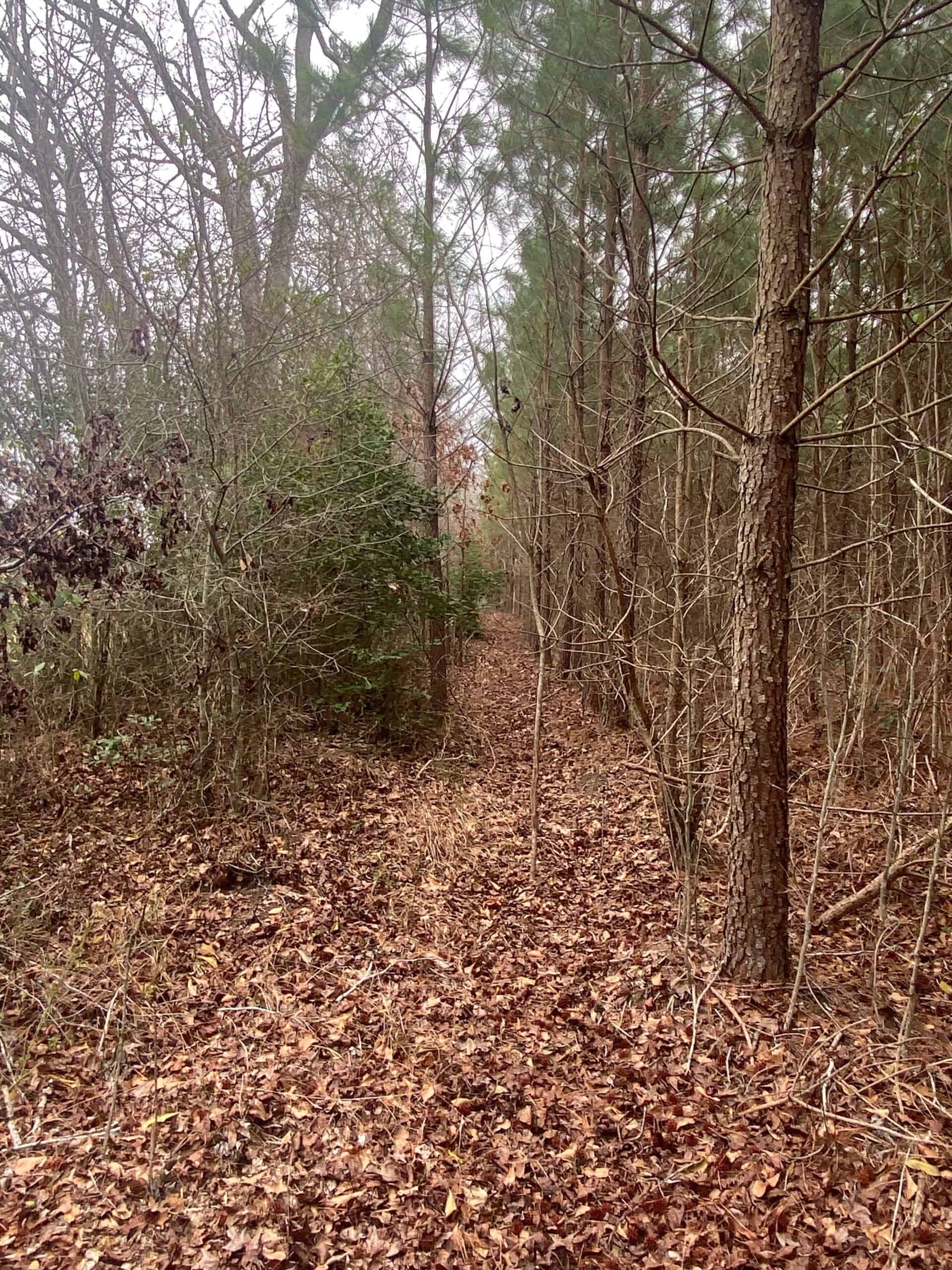 56 Acres of Hunting Property in Bertie County, NC