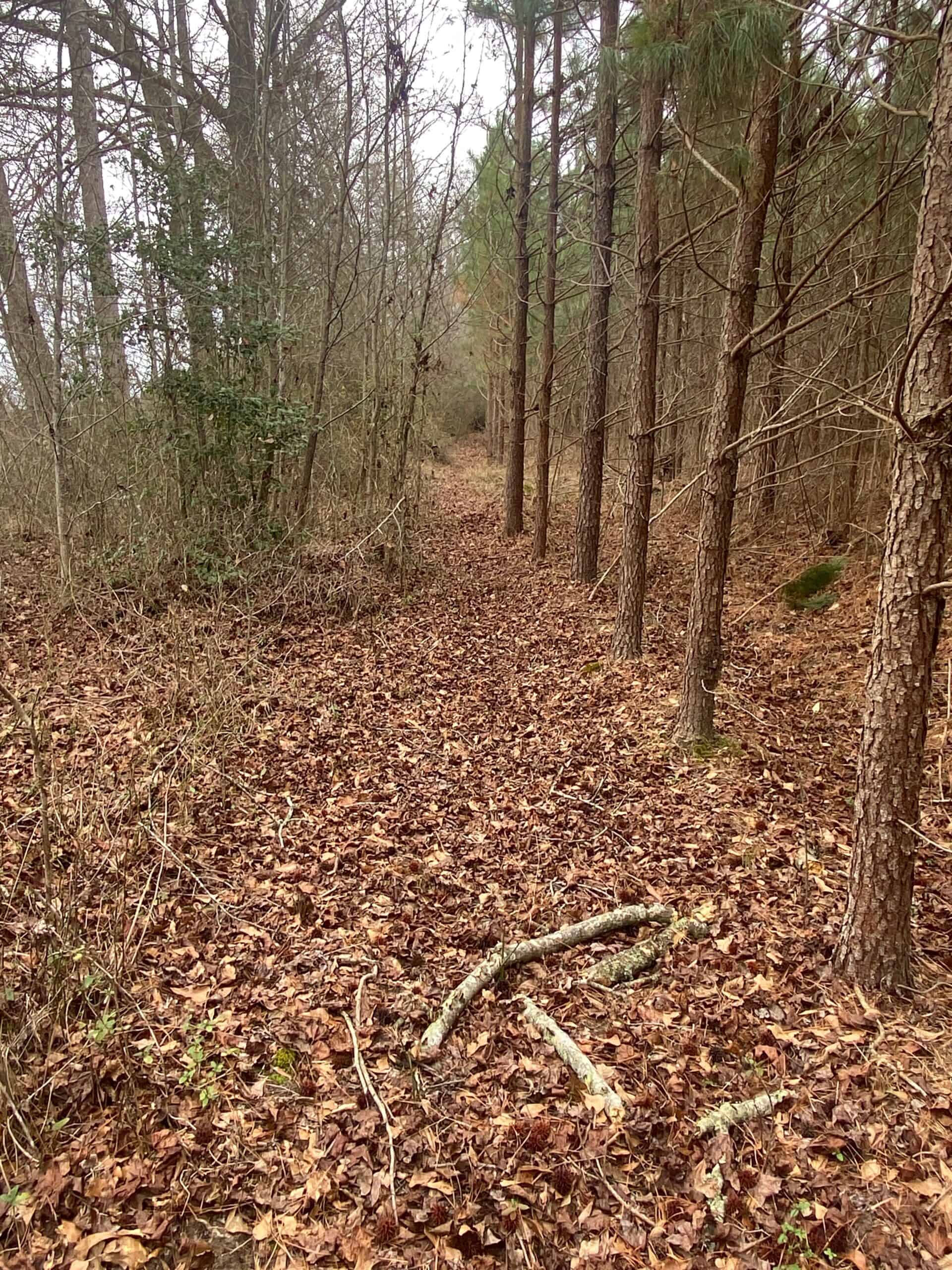 56 Acres of Hunting Property in Bertie County, NC