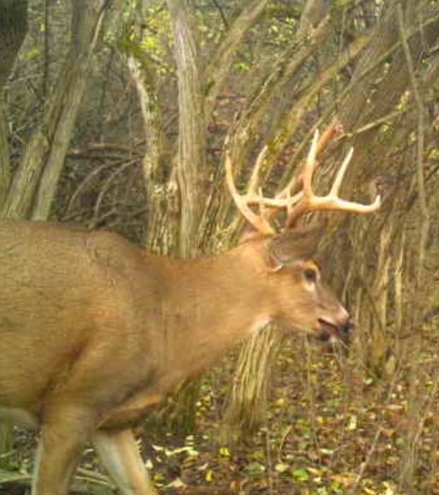 Hunting land in Michigan
