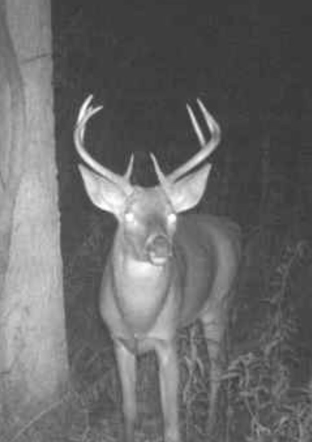 Hunting land in Michigan