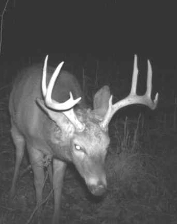 Hunting land in Michigan
