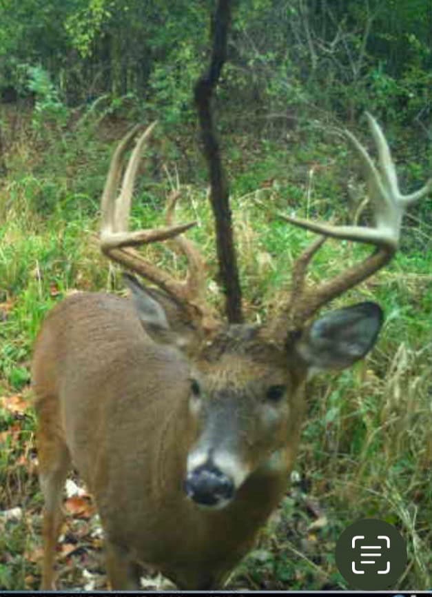 Hunting land in Michigan