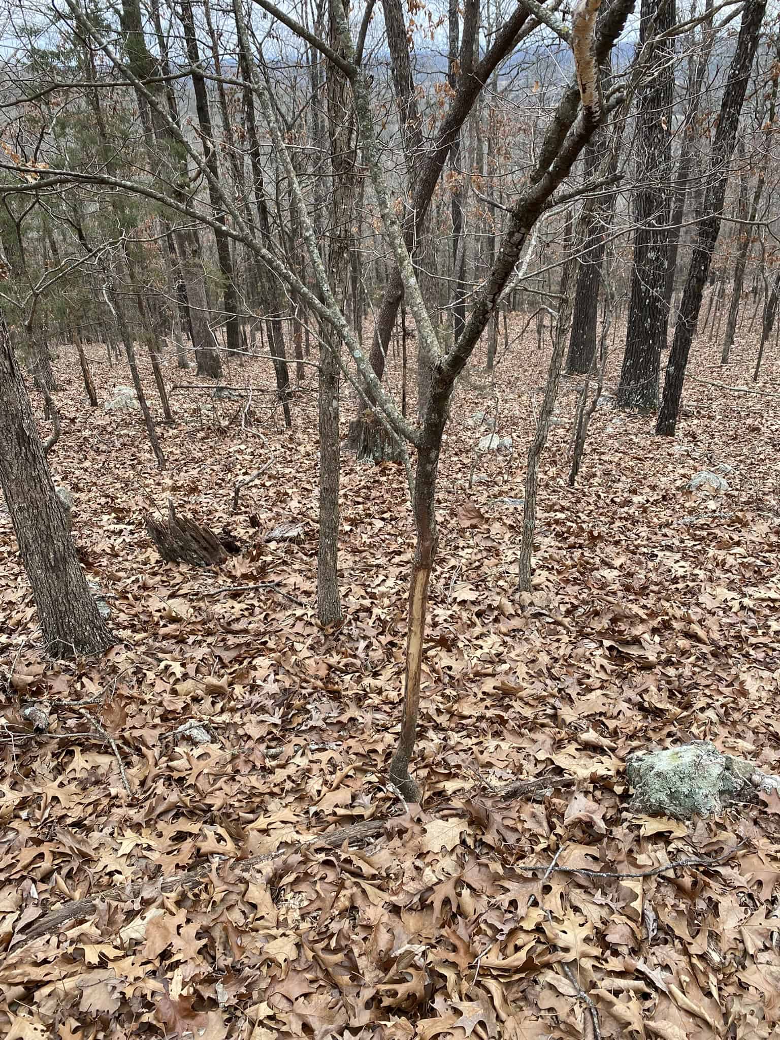 HUNTING LAND FOR SALE IN NORTH CENTRAL ARKANSAS