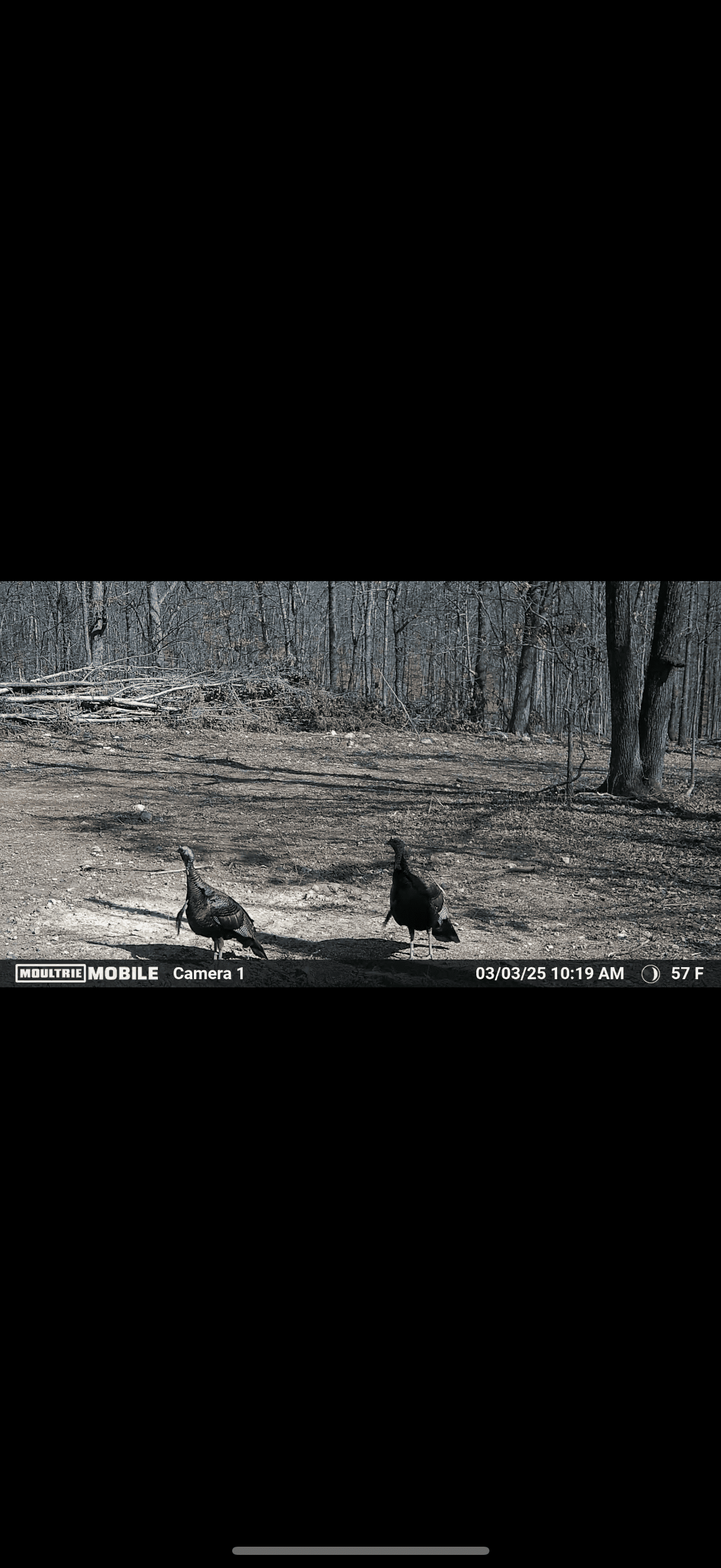 HUNTING LAND FOR SALE IN NORTH CENTRAL ARKANSAS