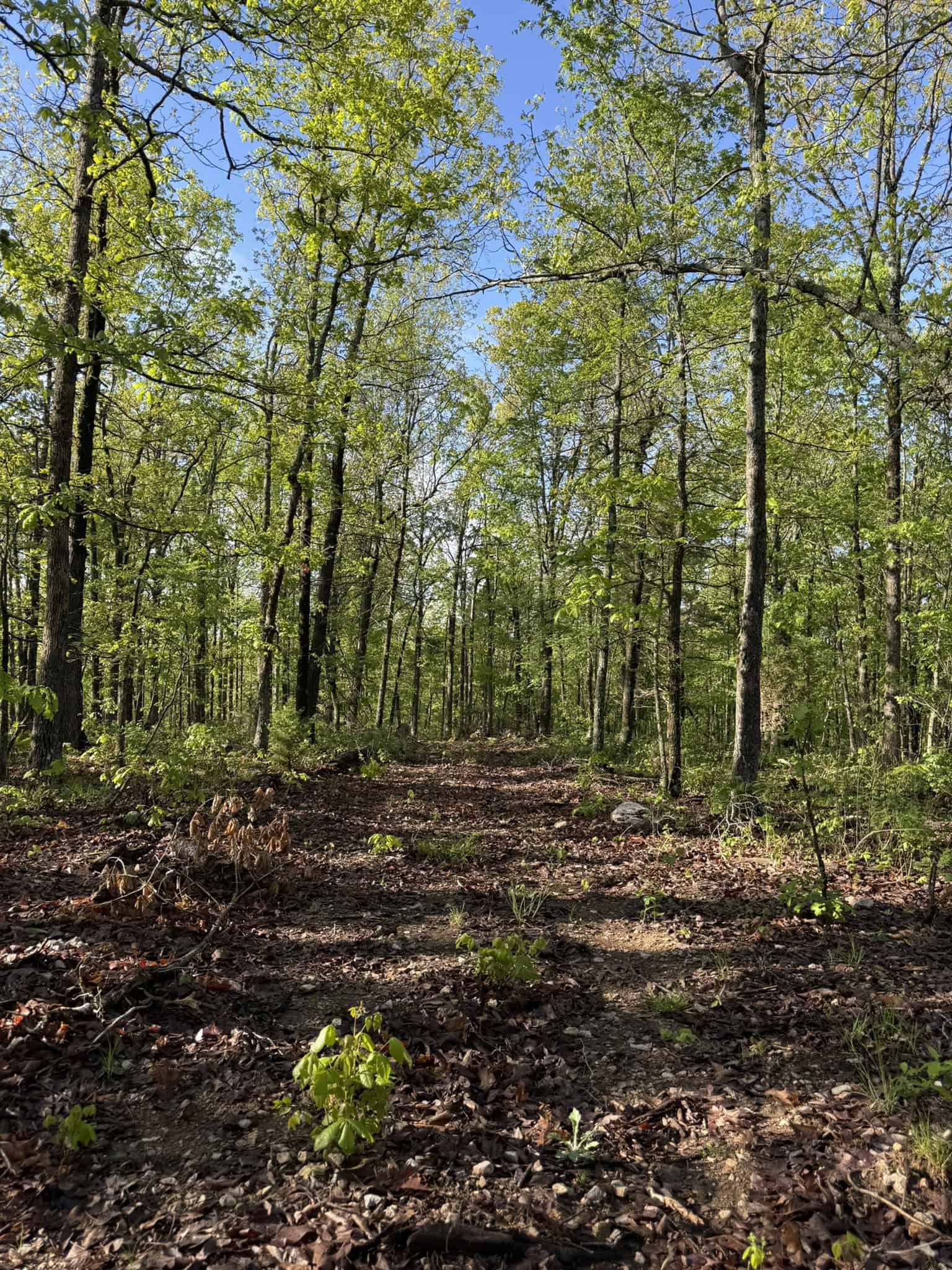 HUNTING LAND FOR SALE IN NORTH CENTRAL ARKANSAS