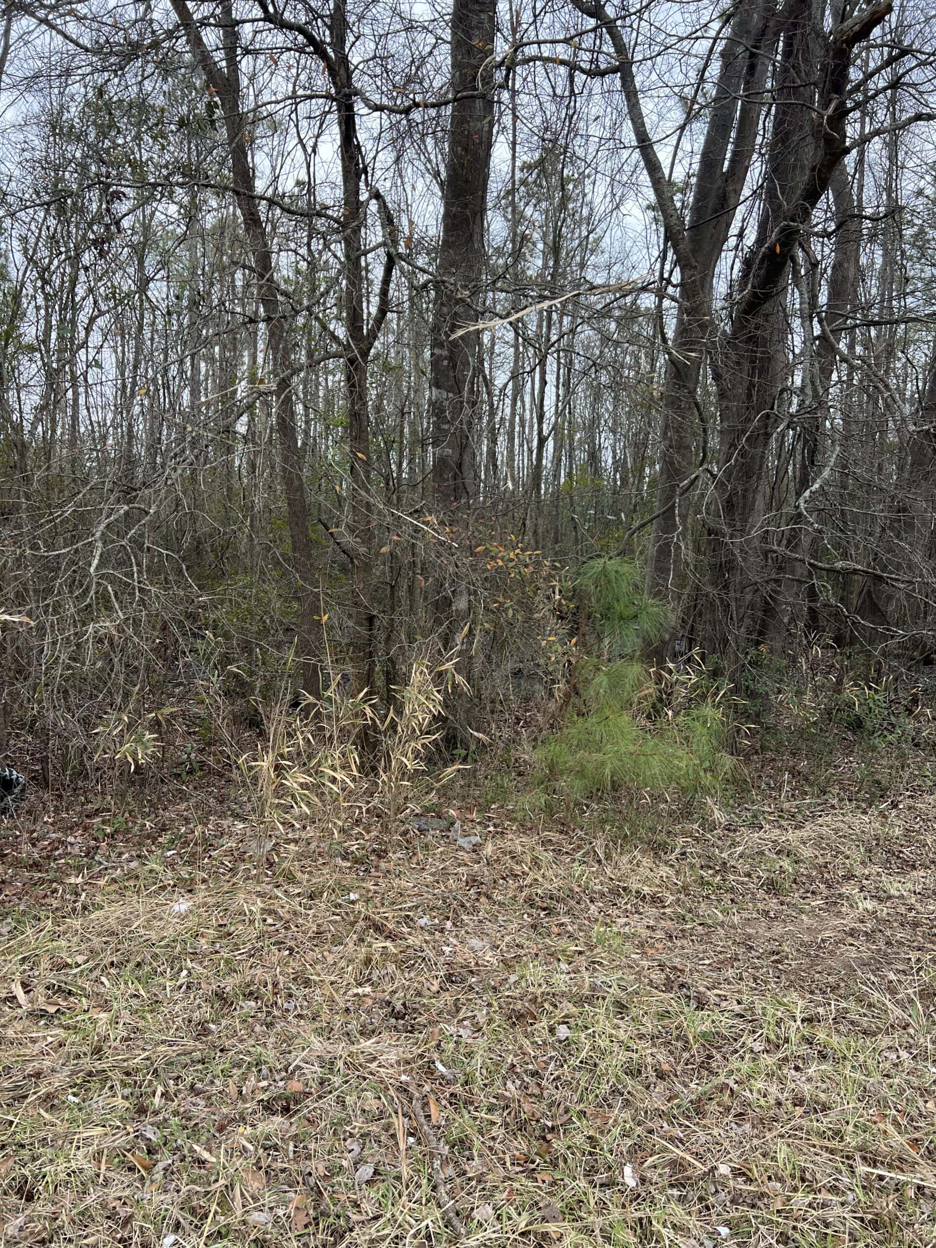 Affordable Hunting Tract in Chocowinity, NC – 119 AC