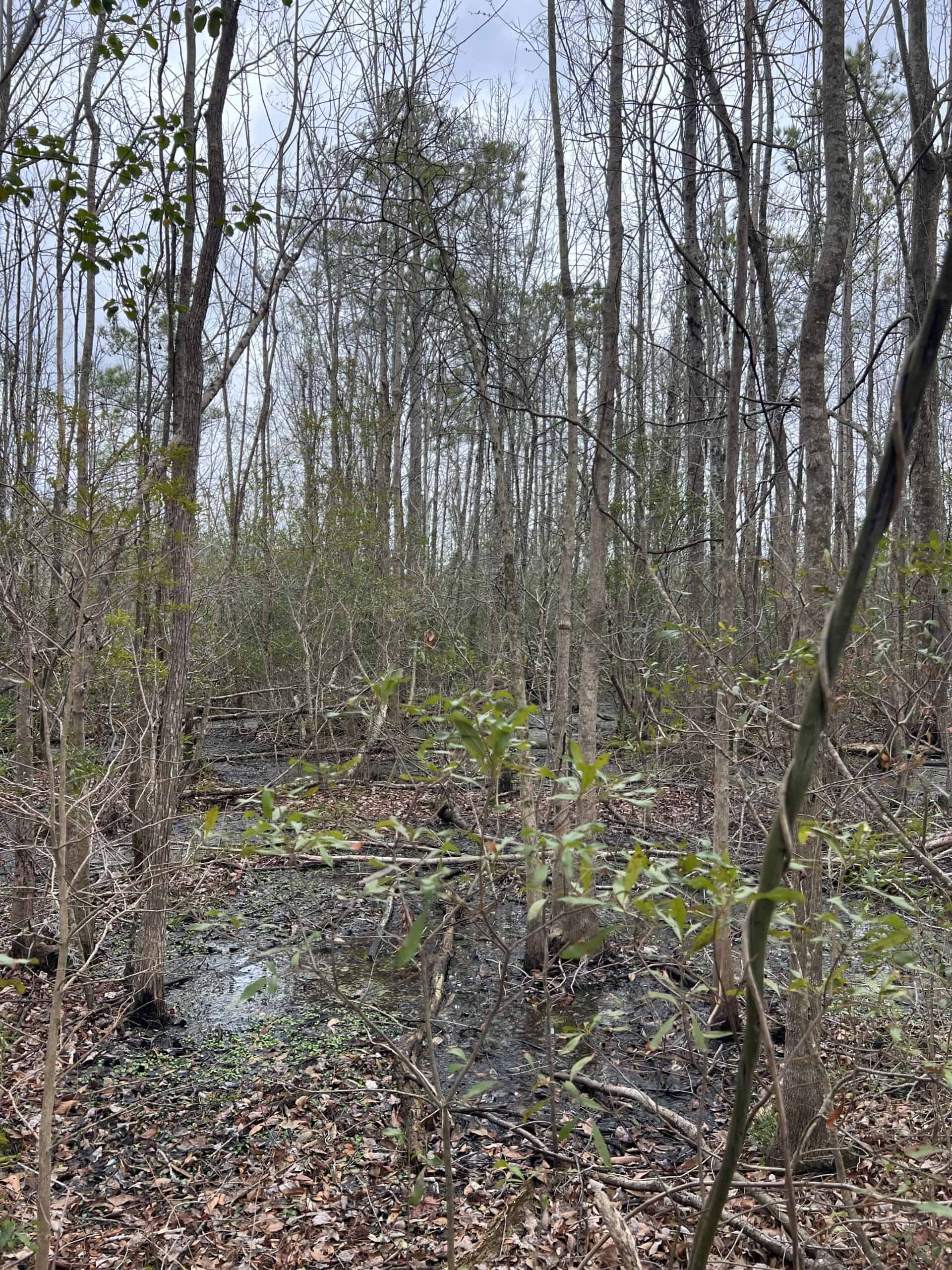 Affordable Hunting Tract in Chocowinity, NC – 119 AC