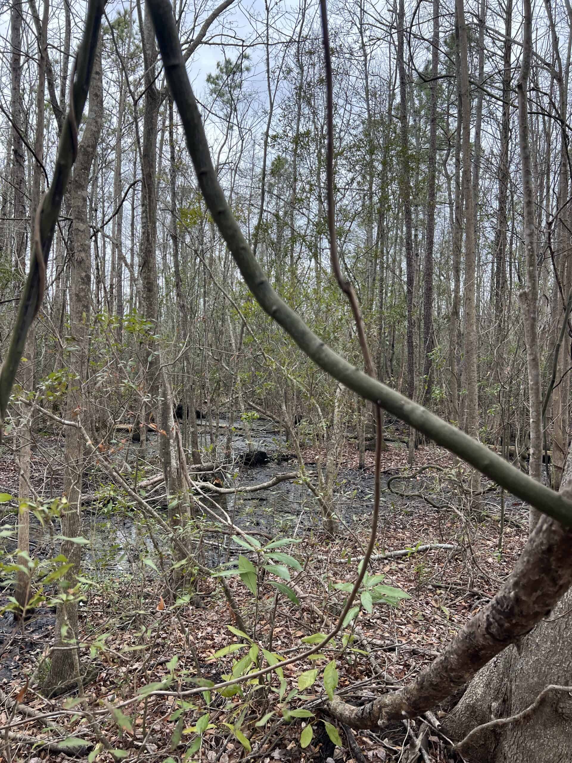 Affordable Hunting Tract in Chocowinity, NC – 119 AC