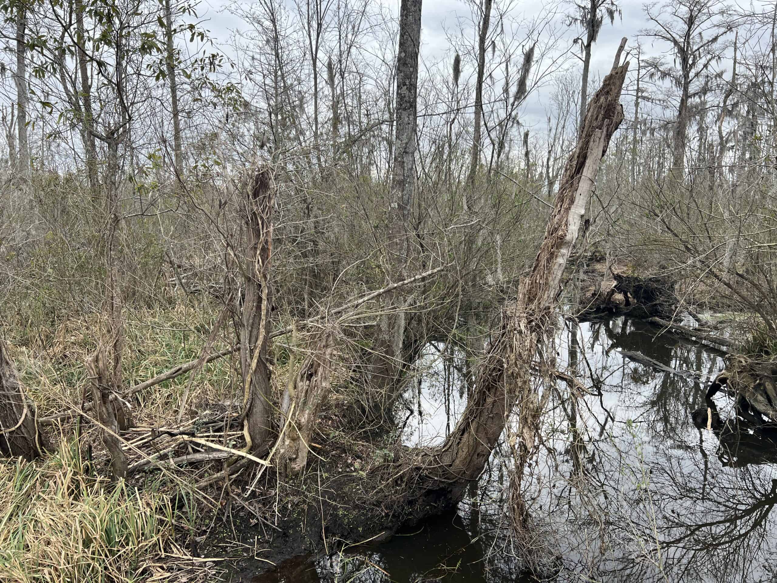Affordable Hunting Tract in Chocowinity, NC – 119 AC