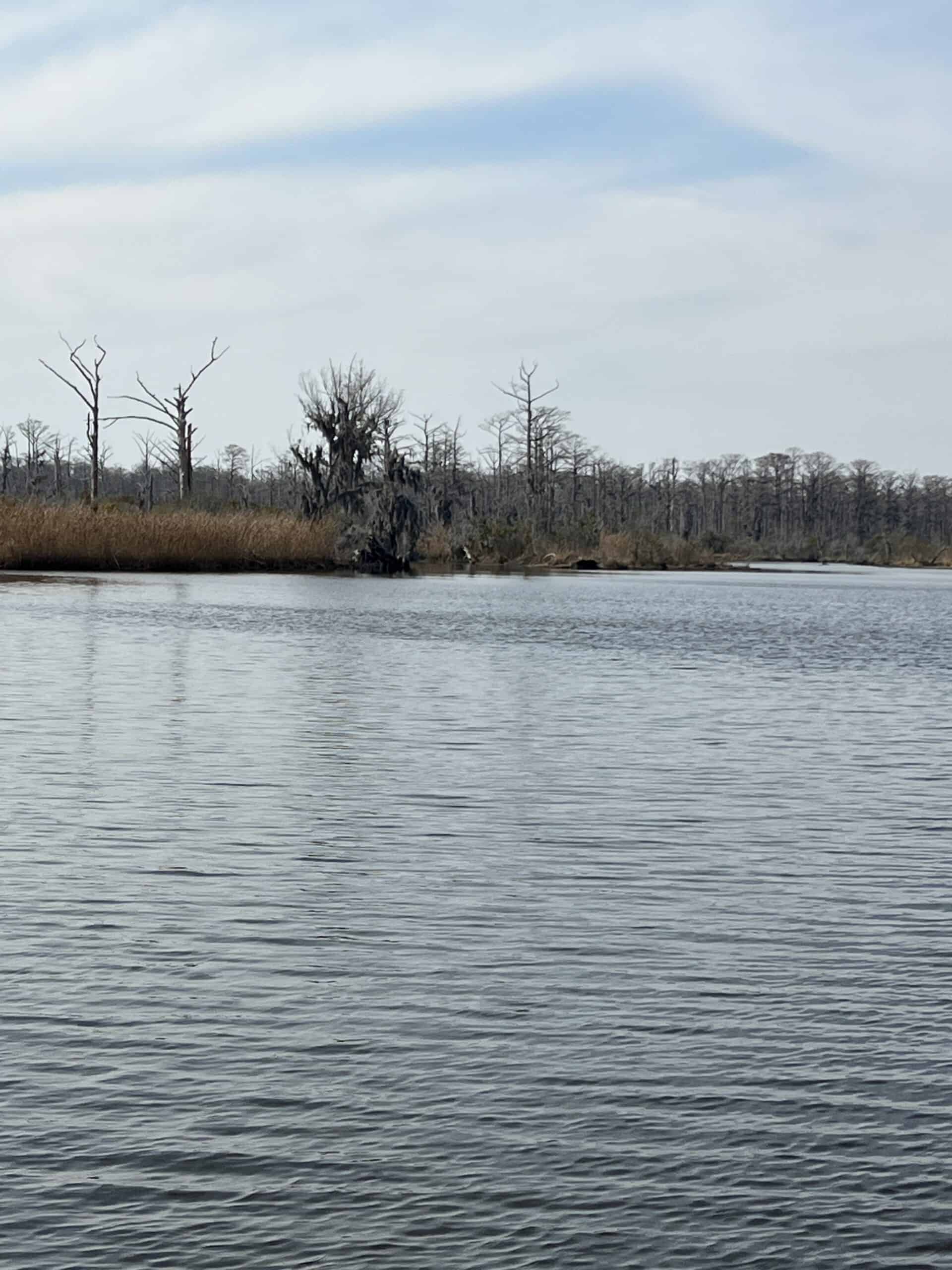 Affordable Hunting Tract in Chocowinity, NC – 119 AC