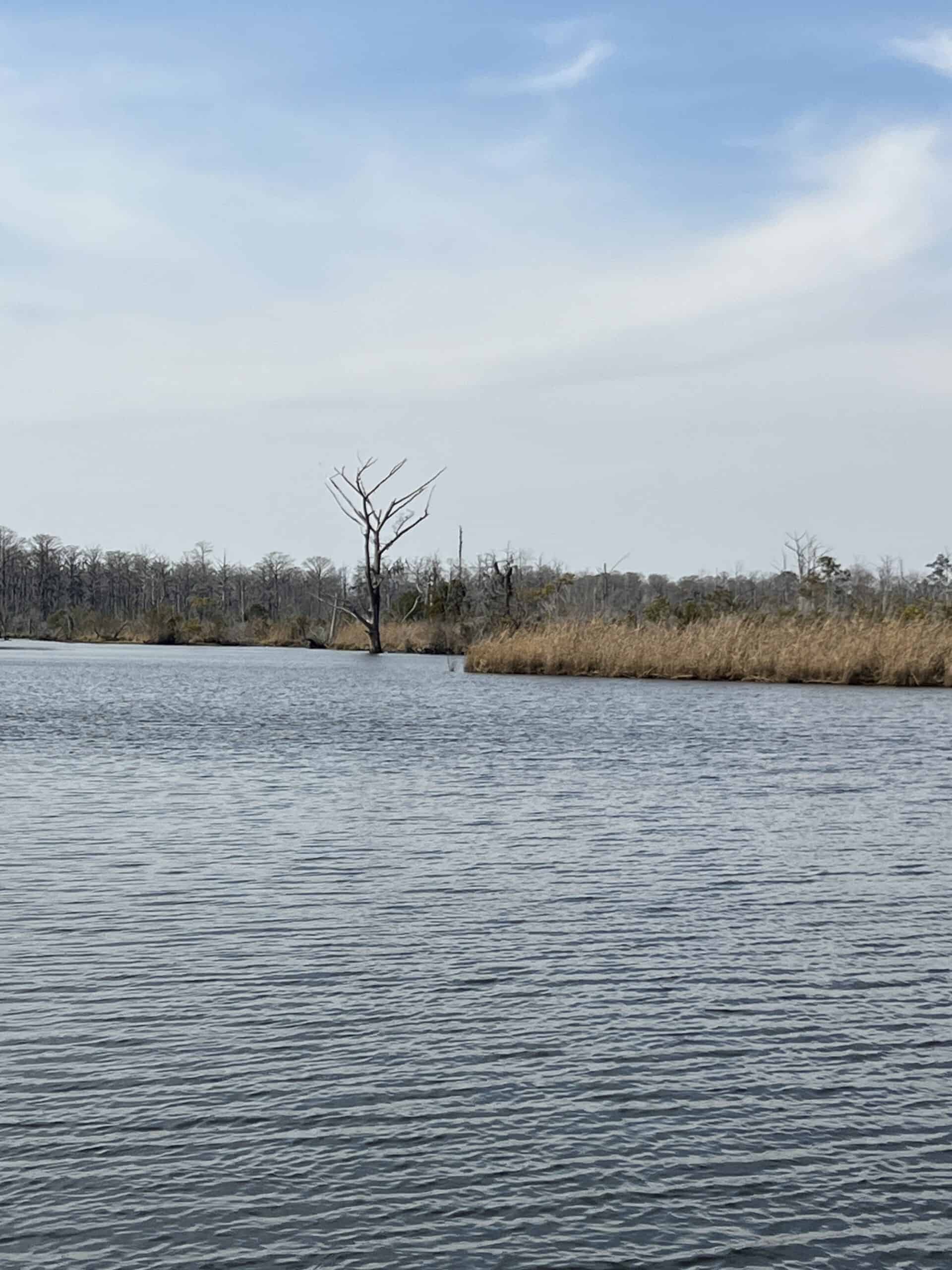 Affordable Hunting Tract in Chocowinity, NC – 119 AC