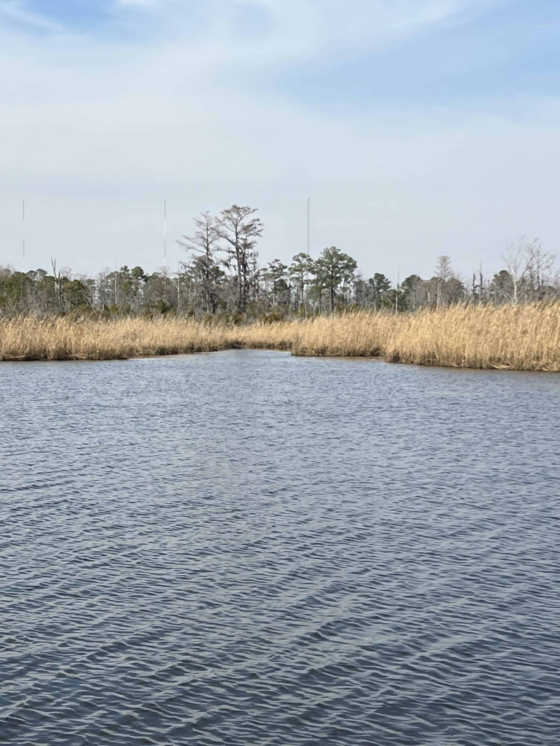 Affordable Hunting Tract in Chocowinity, NC – 119 AC