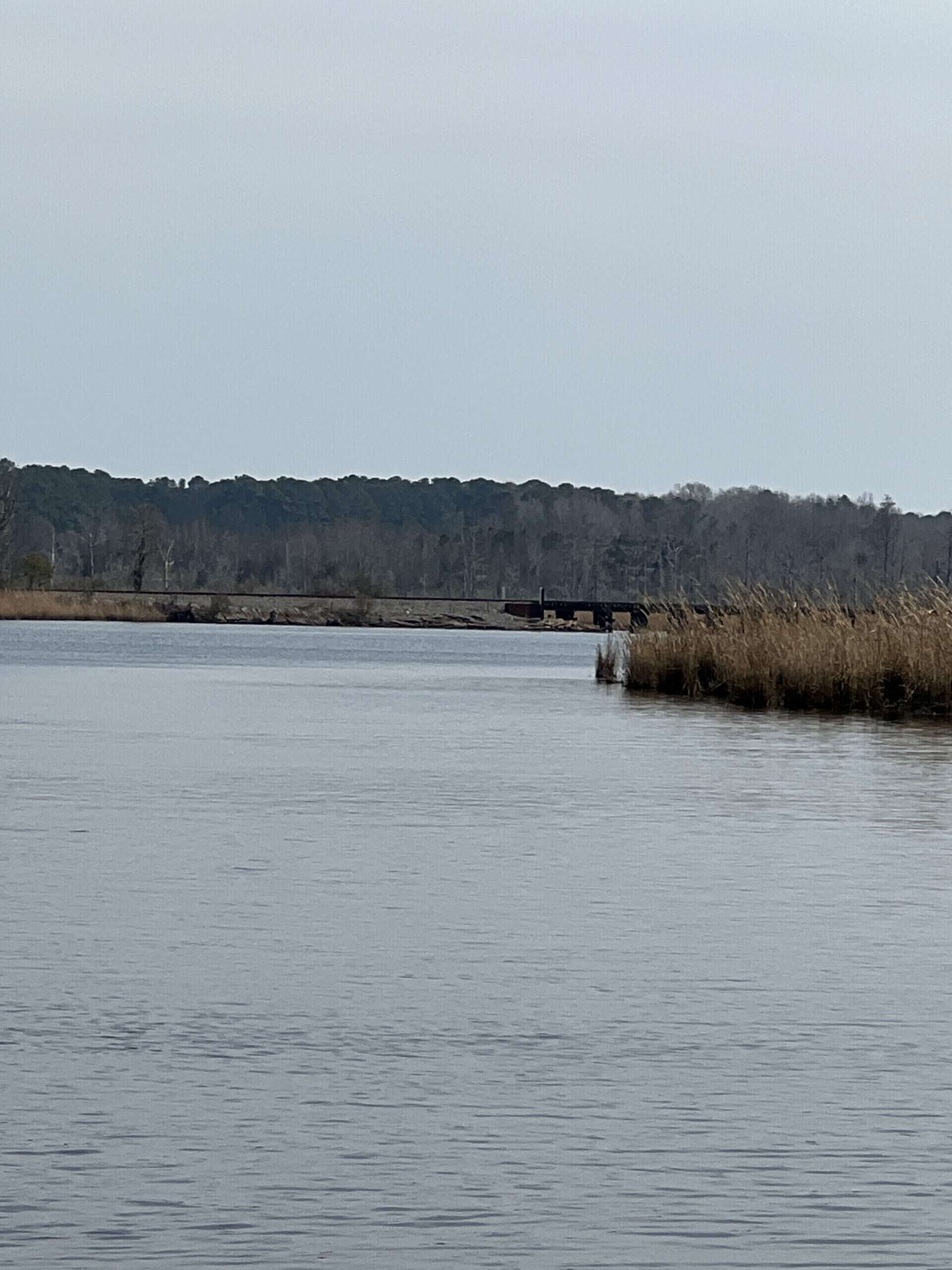 Affordable Hunting Tract in Chocowinity, NC – 119 AC