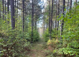 Jackson Parish Timber Tract 3