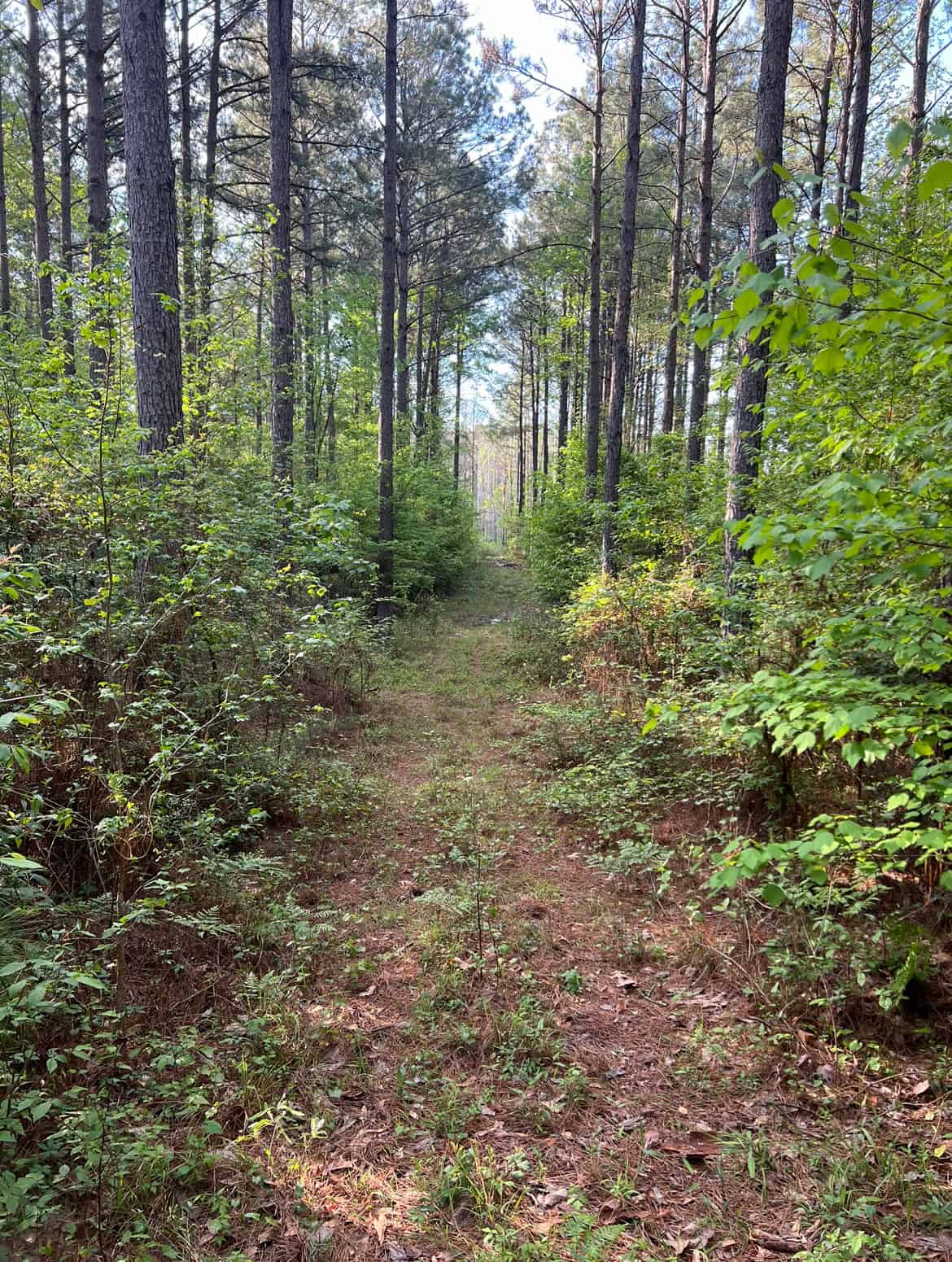 Jackson Parish Timber Tract 3