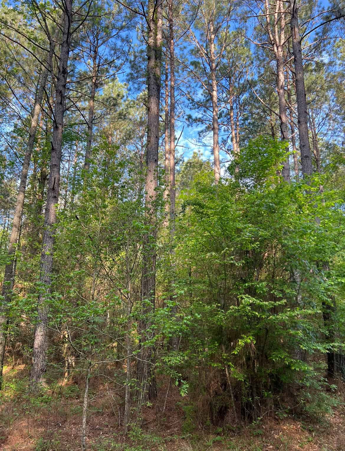 Jackson Parish Timber Tract 3