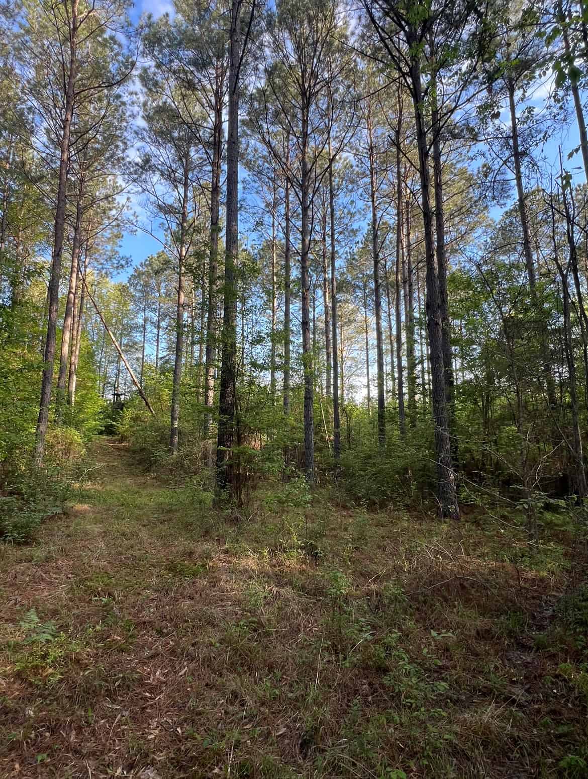 Jackson Parish Timber Tract 3