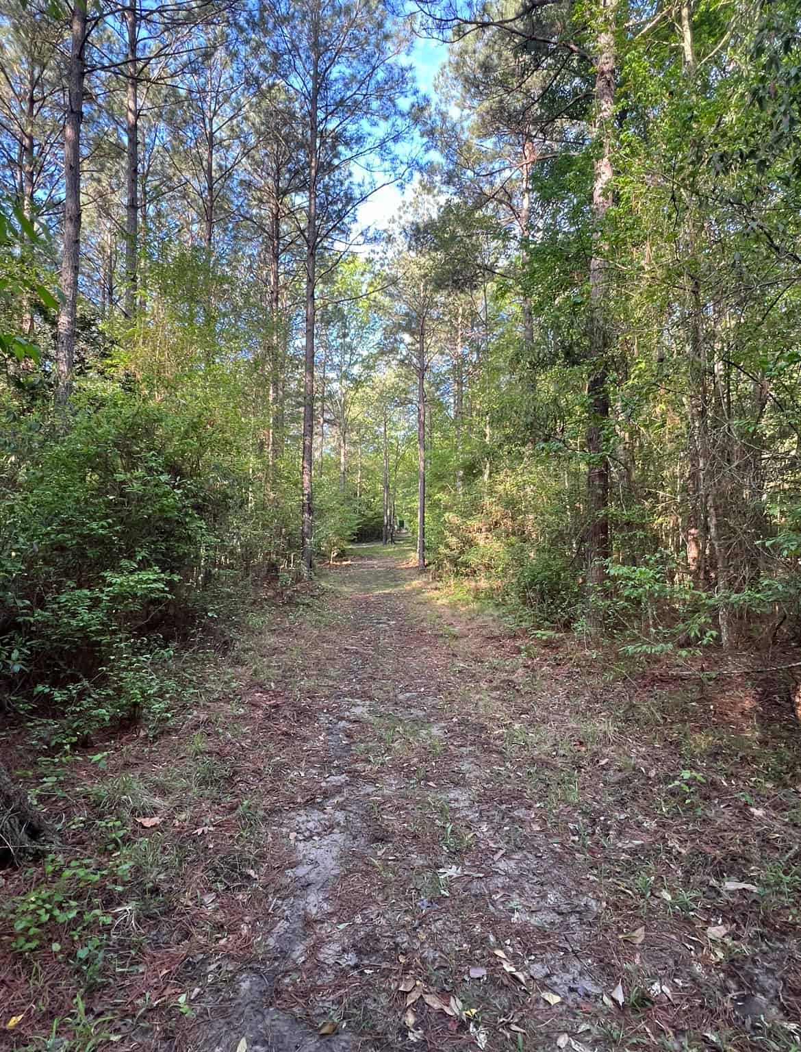 Jackson Parish Timber Tract 3