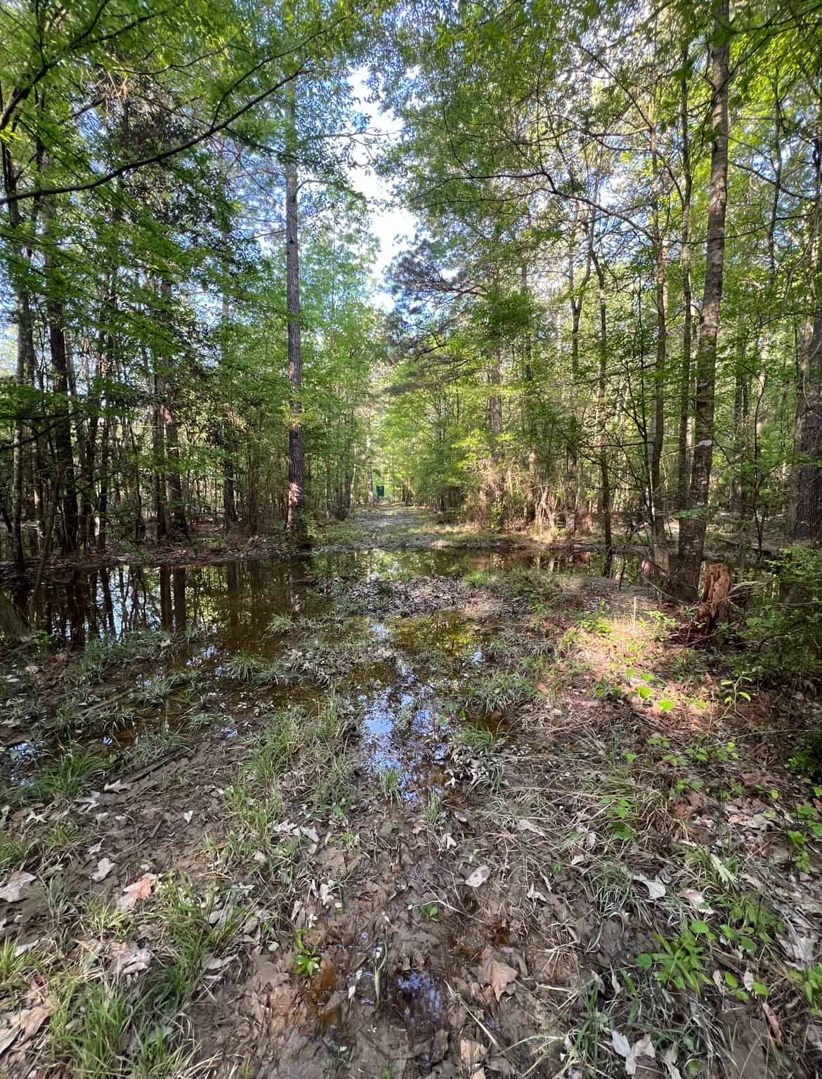 Jackson Parish Timber Tract 3