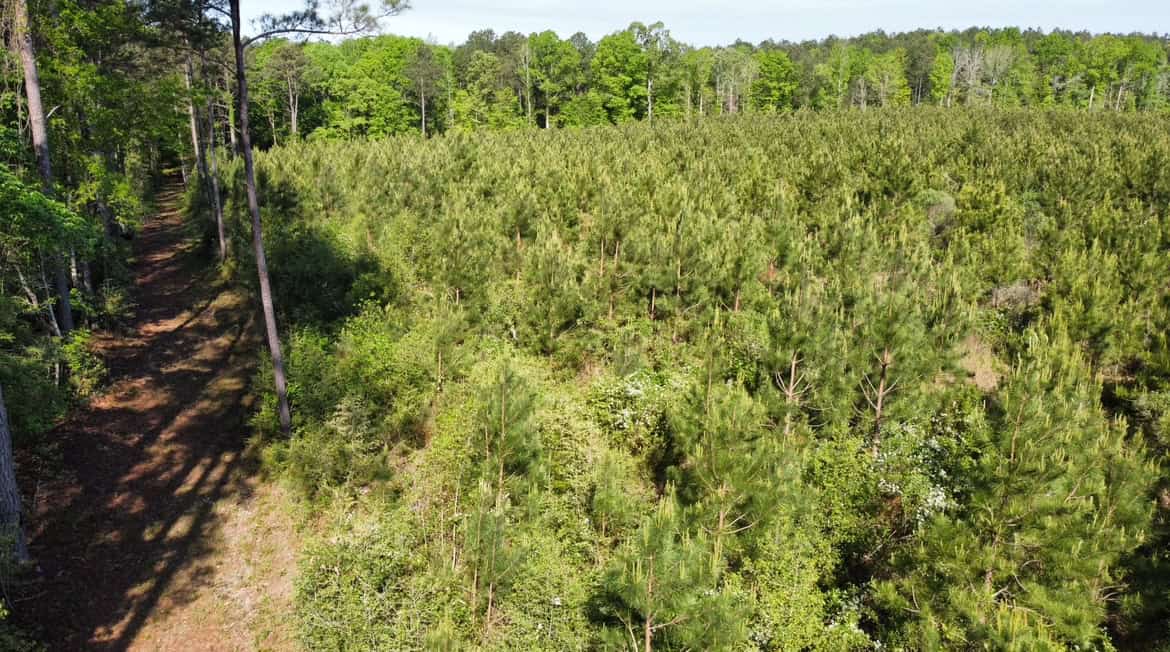 Jackson Parish Timber Tract 2
