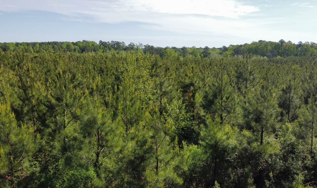 Jackson Parish Timber Tract 2