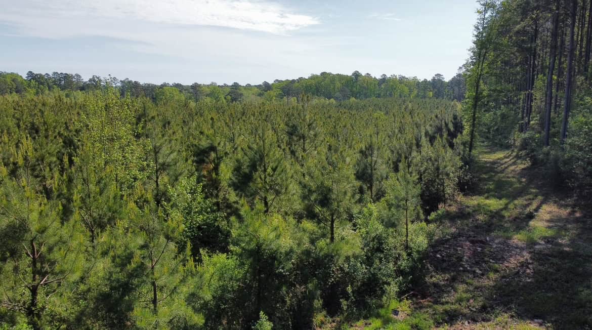 Jackson Parish Timber Tract 2