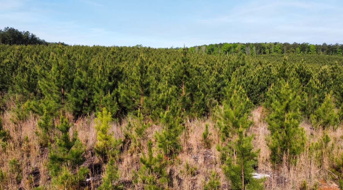 Jackson Parish Timber Tract 2
