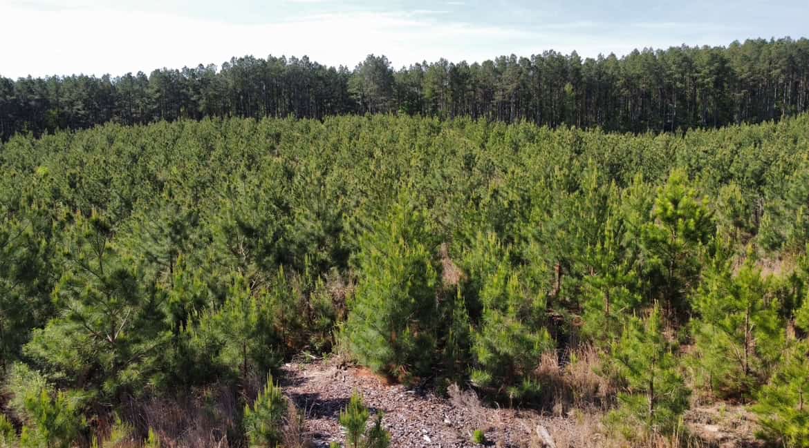 Jackson Parish Timber Tract 2