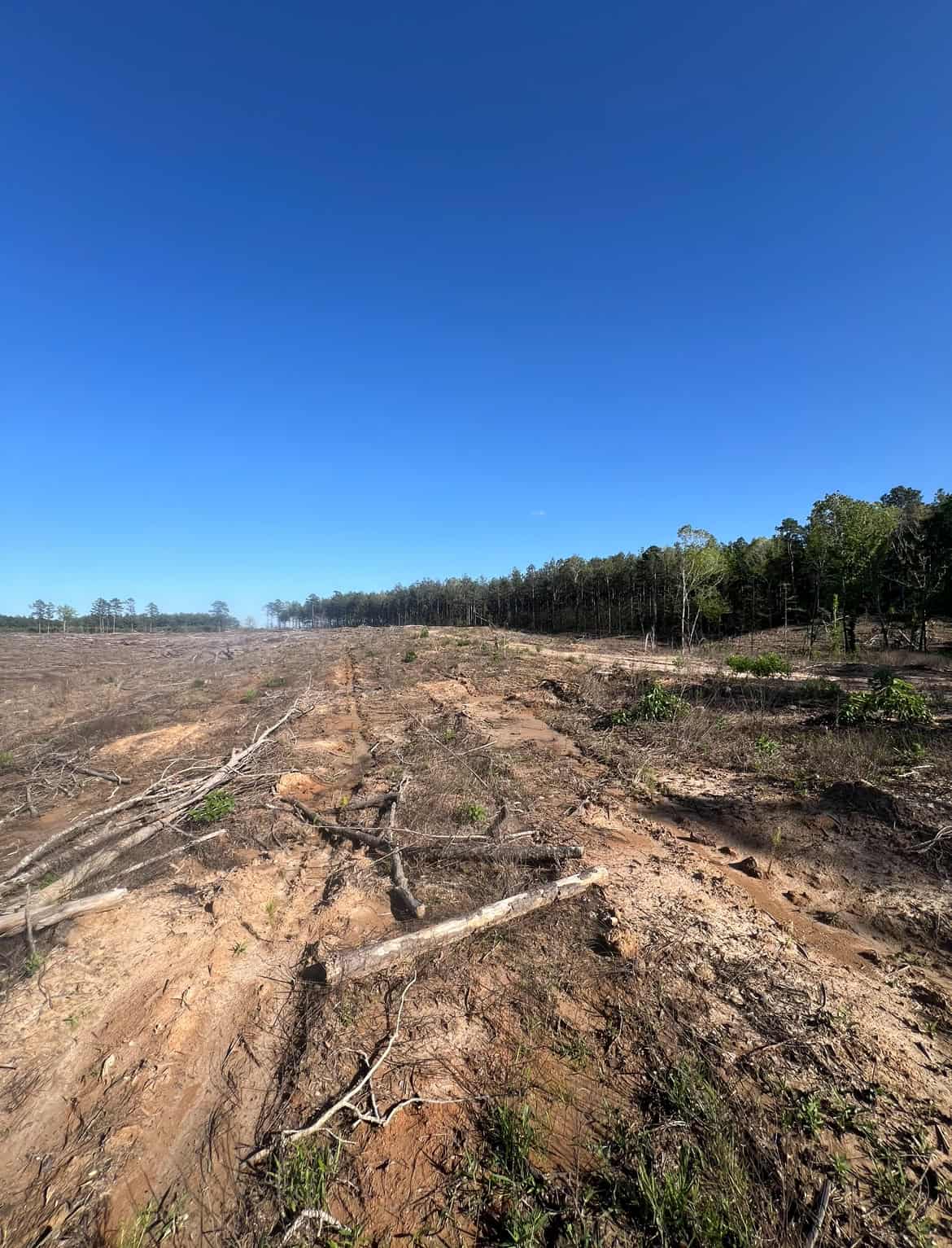 Jackson Parish Timber Tract 4