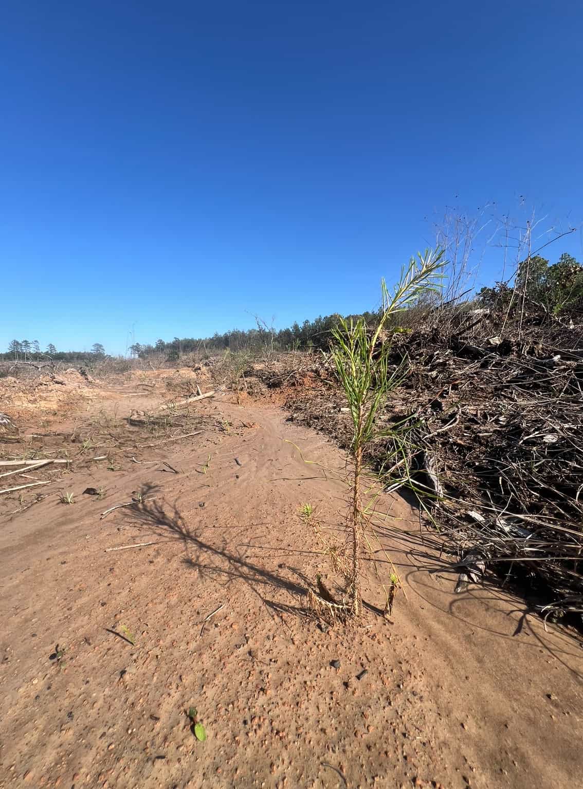 Jackson Parish Timber Tract 4