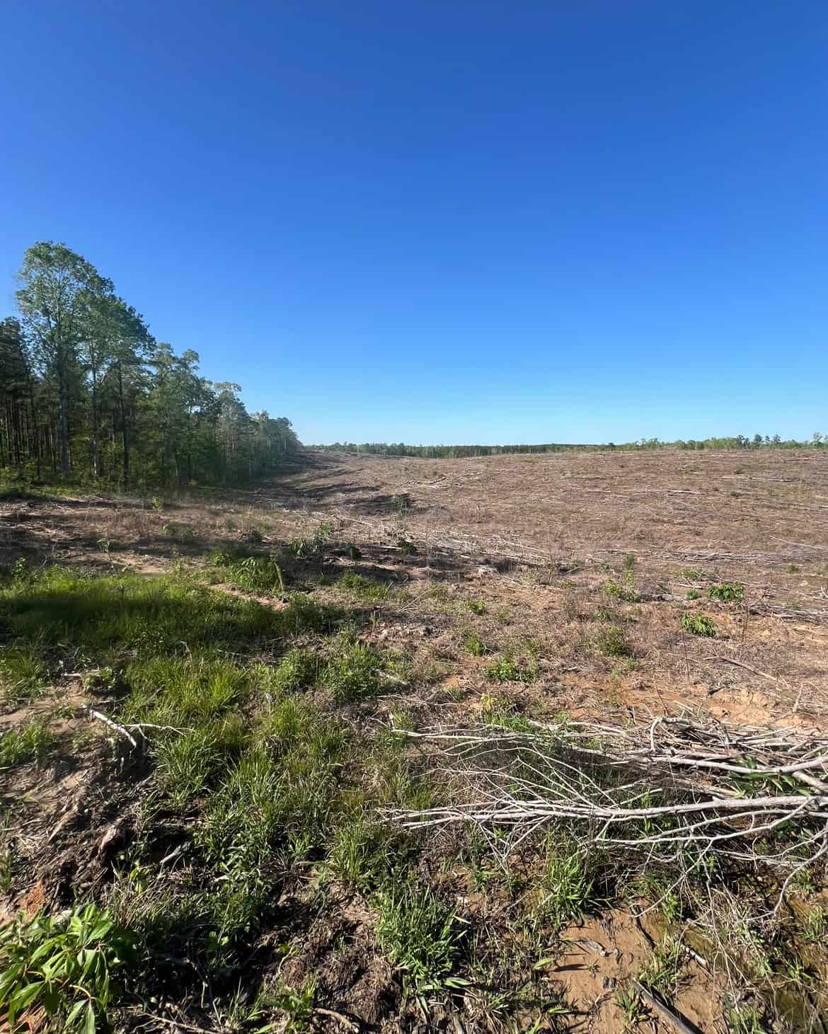 Jackson Parish Timber Tract 4
