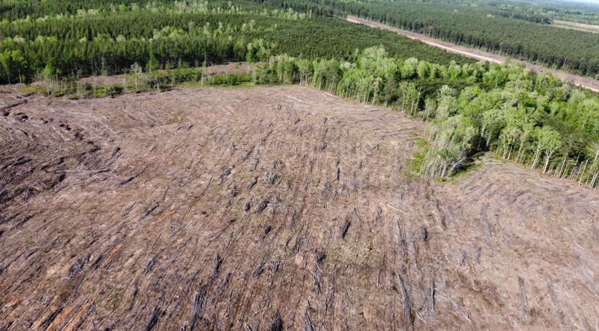 Jackson Parish Timber Tract 4