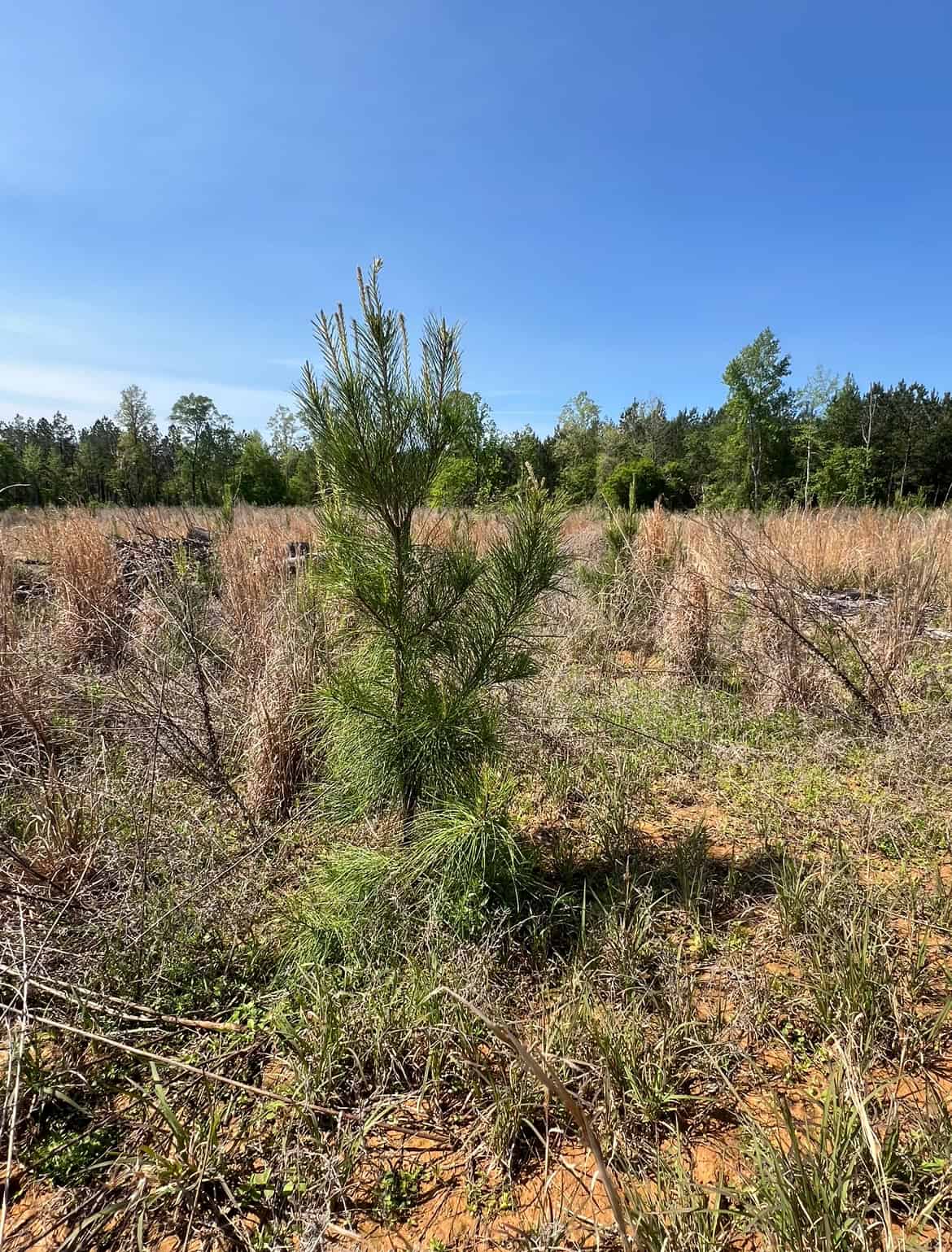 14 Acre Timber Tract with Road Frontage