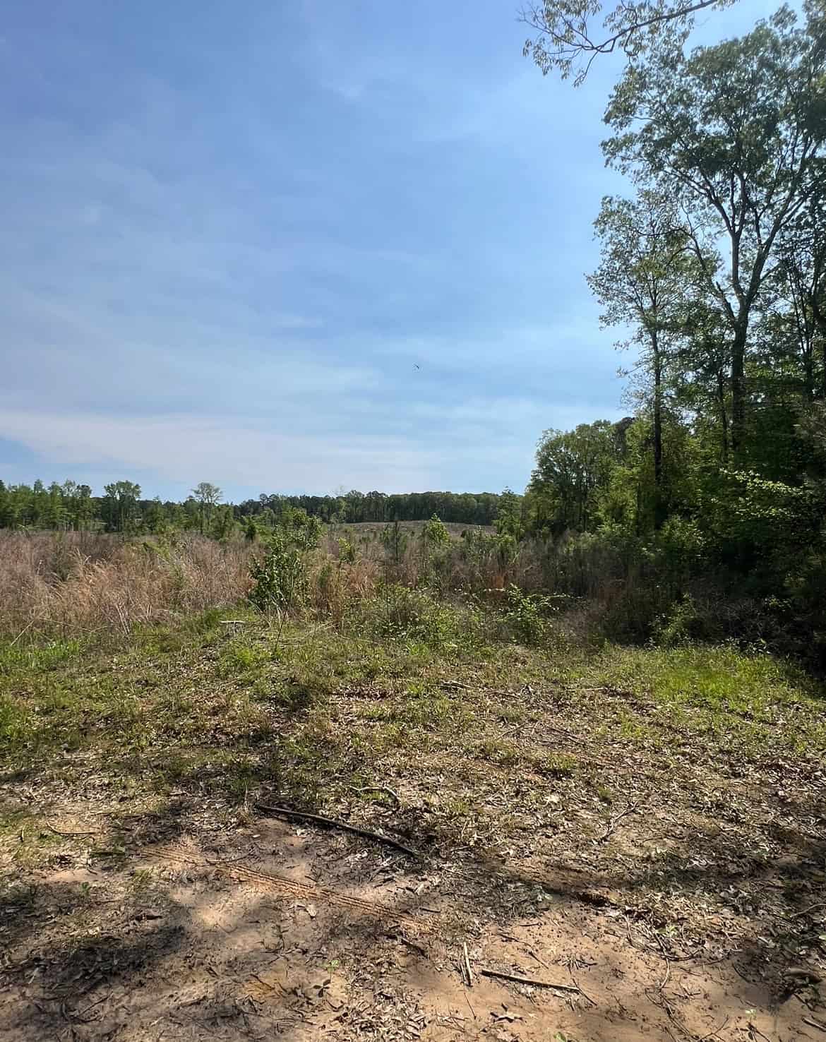 64 Acre Timberland Hunting Property Jackson Parish North LA