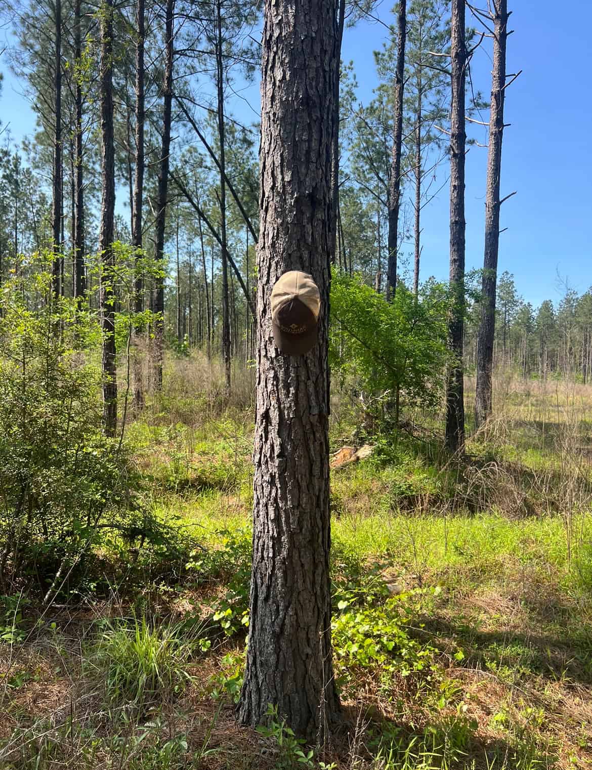 64 Acre Timberland Hunting Property Jackson Parish North LA
