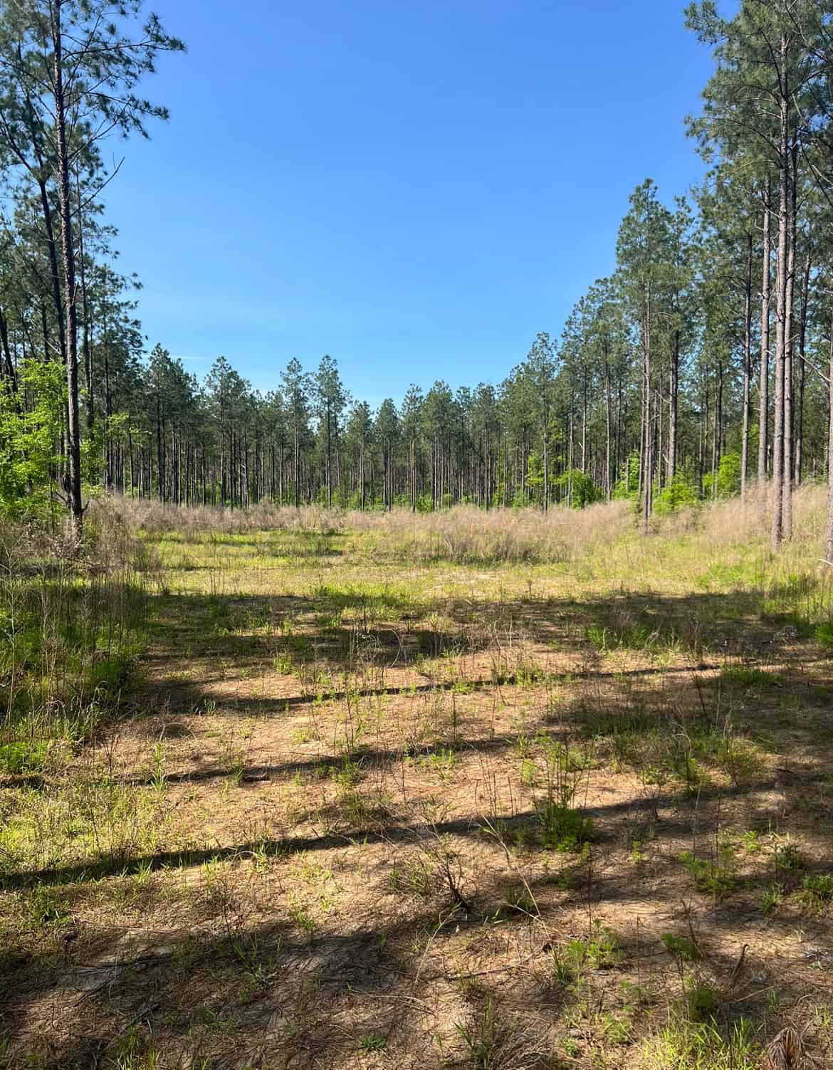 64 Acre Timberland Hunting Property Jackson Parish North LA