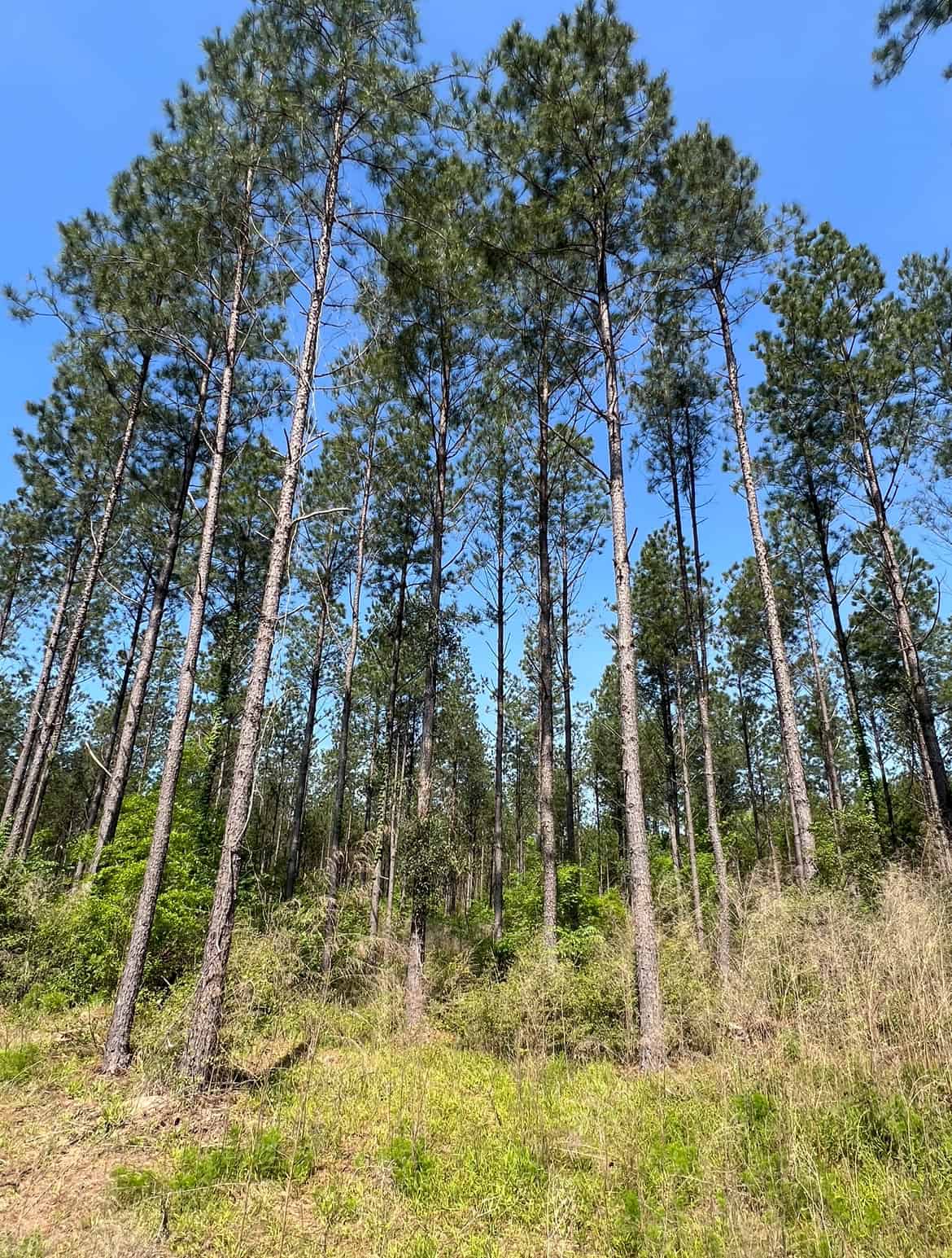 64 Acre Timberland Hunting Property Jackson Parish North LA