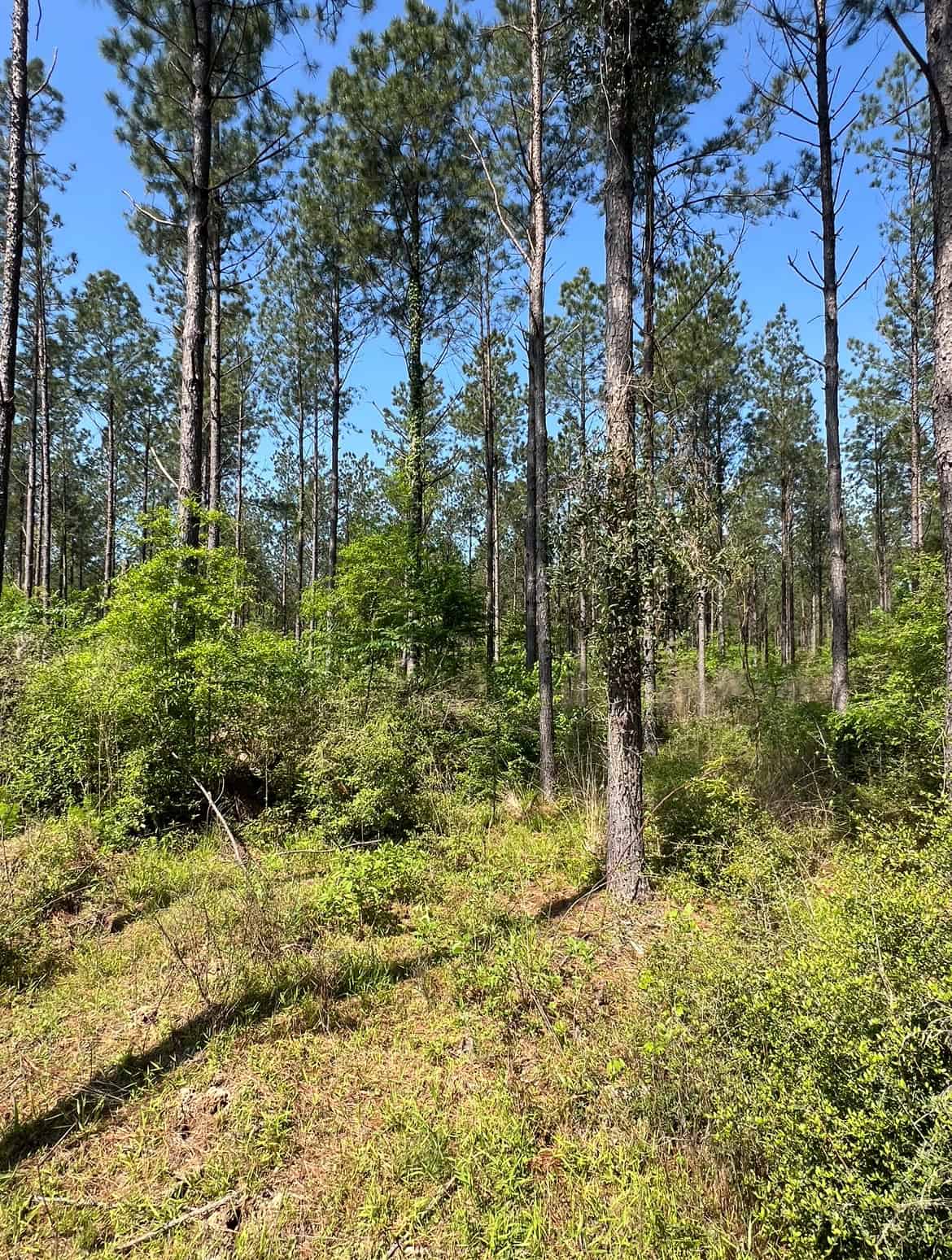 64 Acre Timberland Hunting Property Jackson Parish North LA