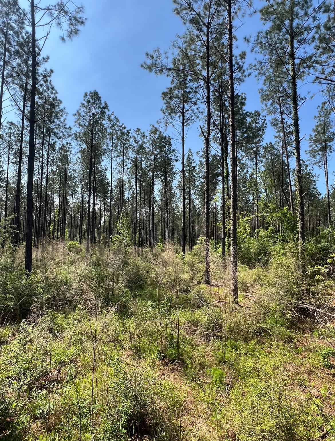 64 Acre Timberland Hunting Property Jackson Parish North LA