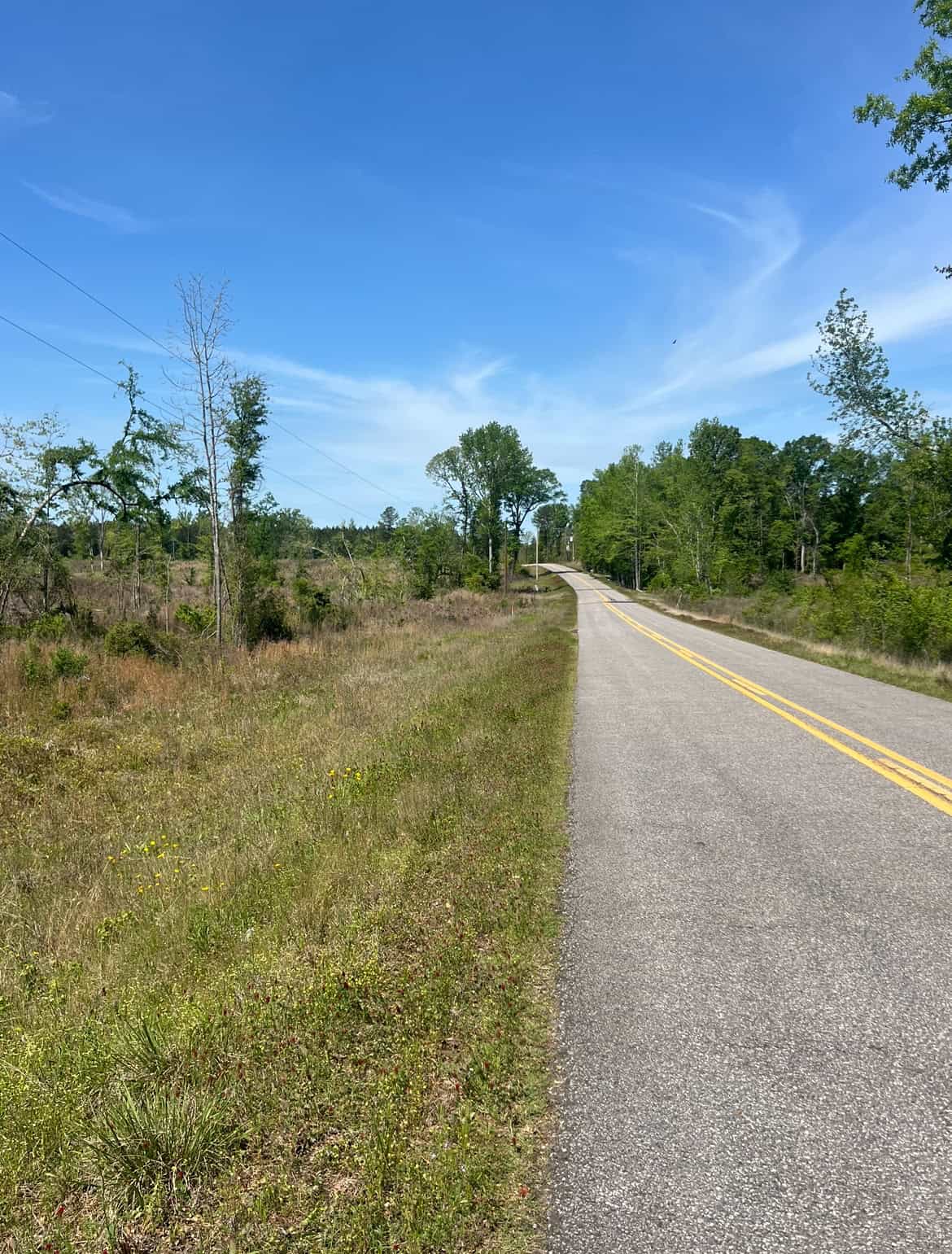 14 Acre Timber Tract with Road Frontage
