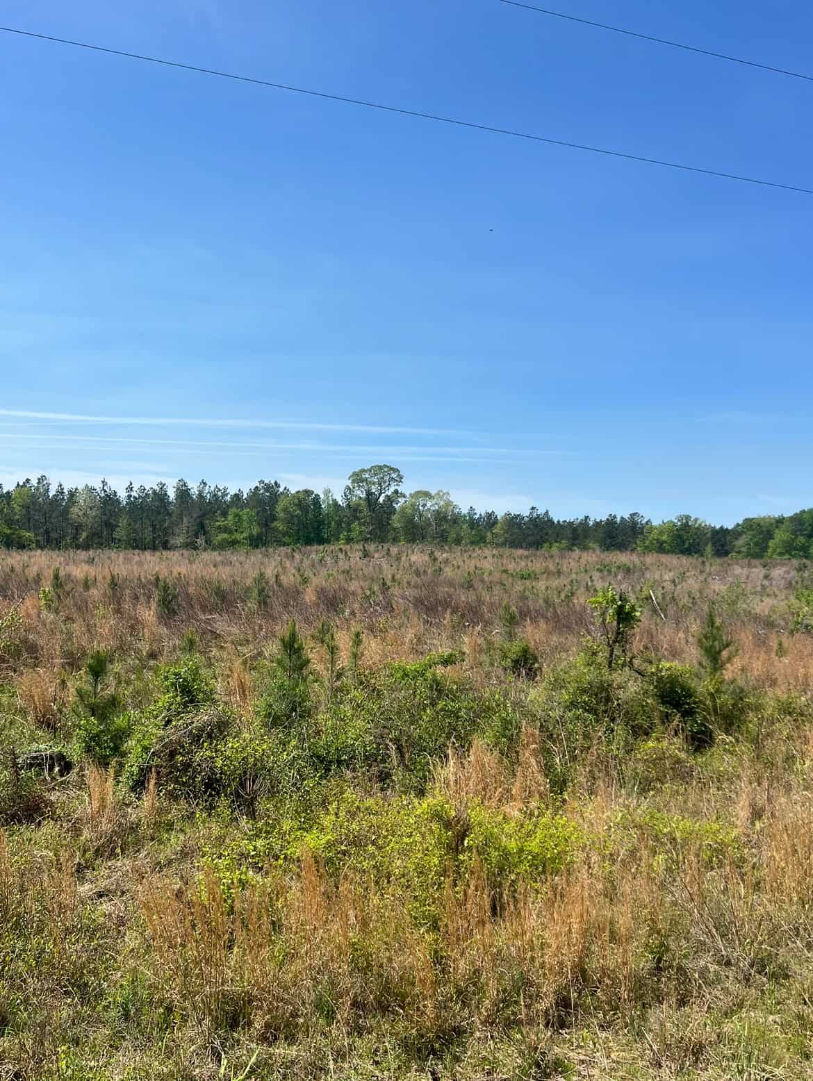 64 Acre Timberland Hunting Property Jackson Parish North LA