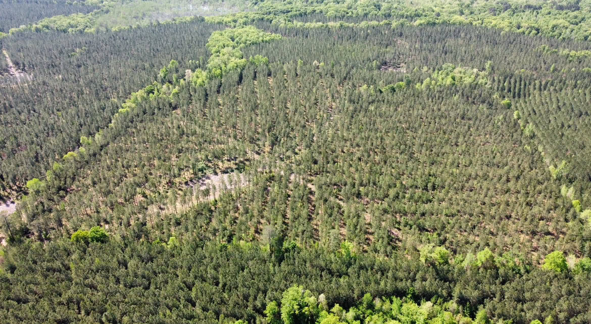 64 Acre Timberland Hunting Property Jackson Parish North LA