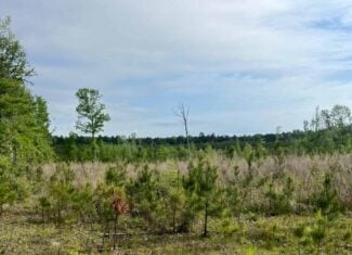 40 Acres Timberland for sale North Louisiana