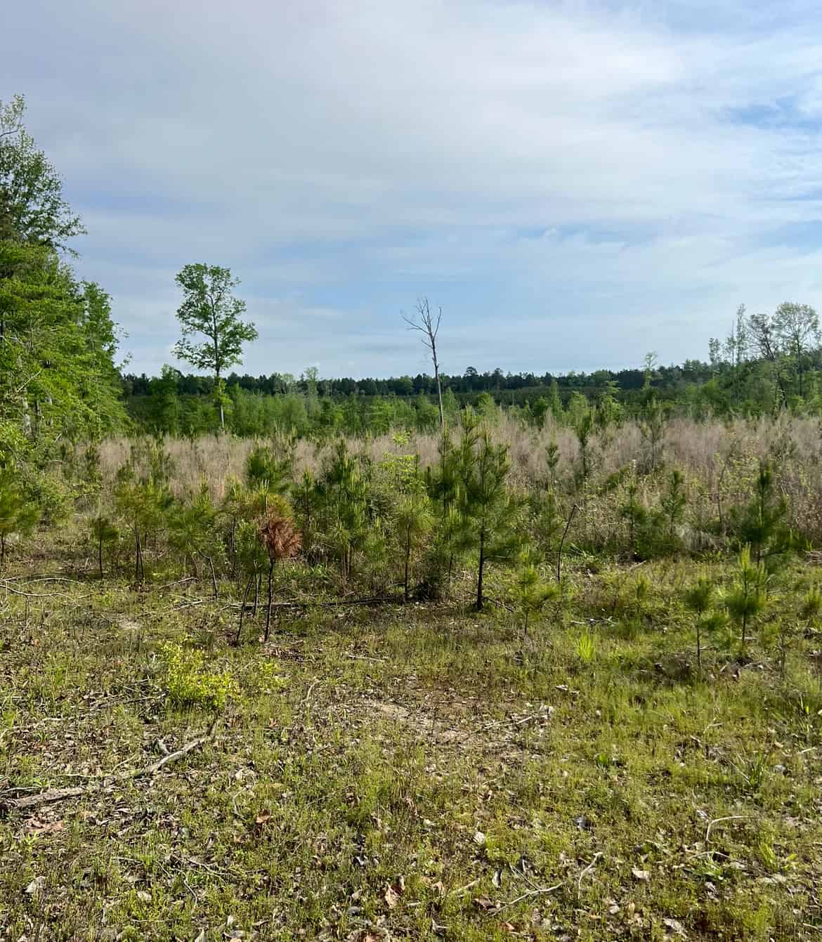 40 Acres Timberland for sale North Louisiana