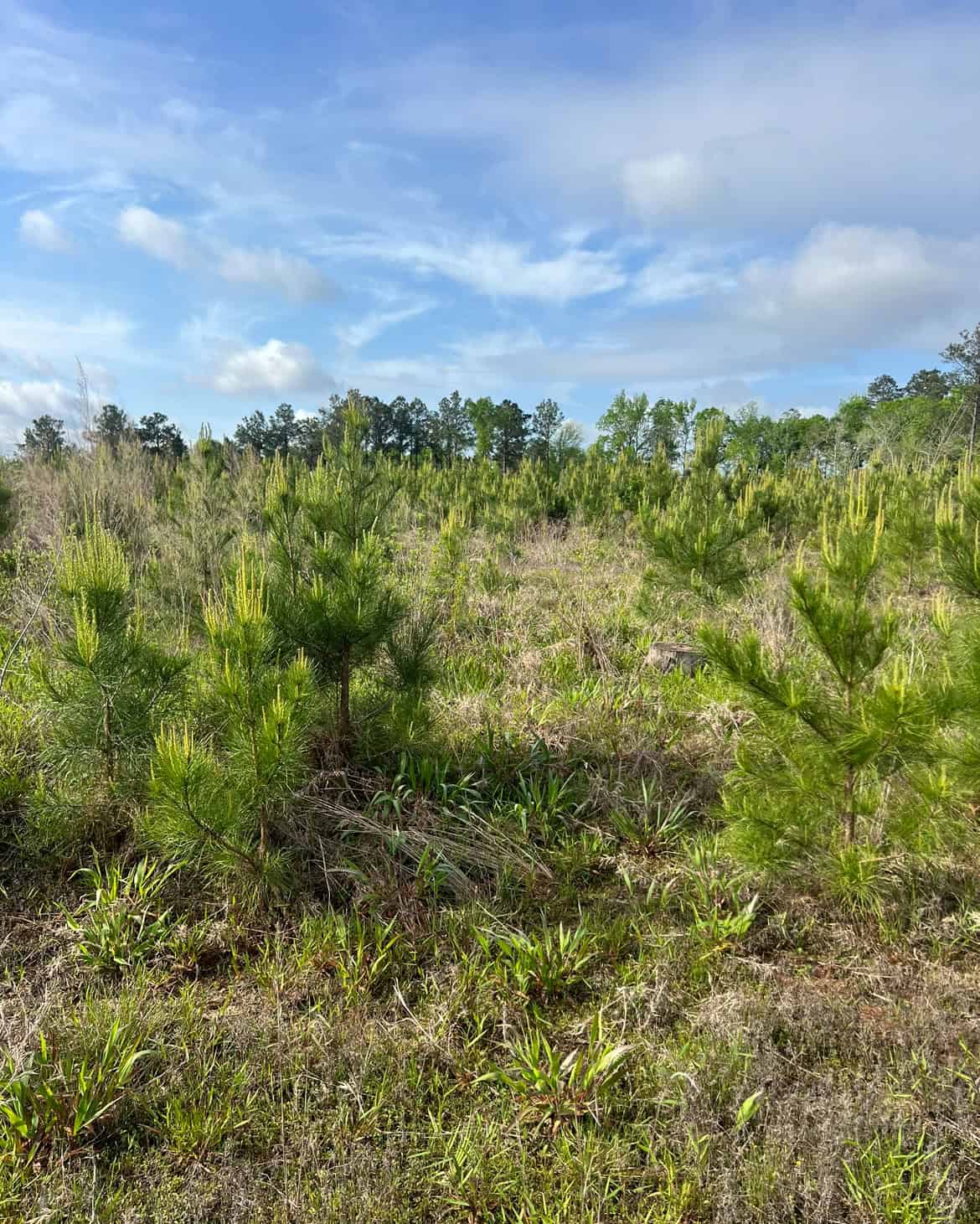 40 Acres Timberland for sale North Louisiana