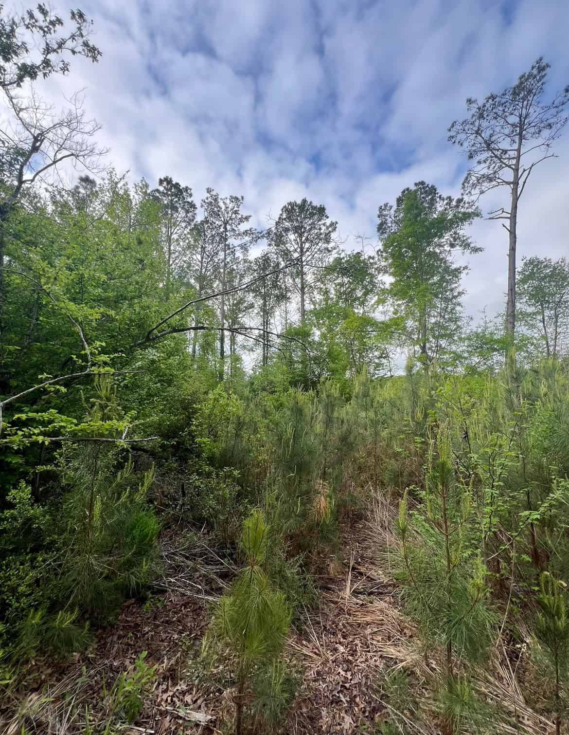 40 Acres Timberland for sale North Louisiana