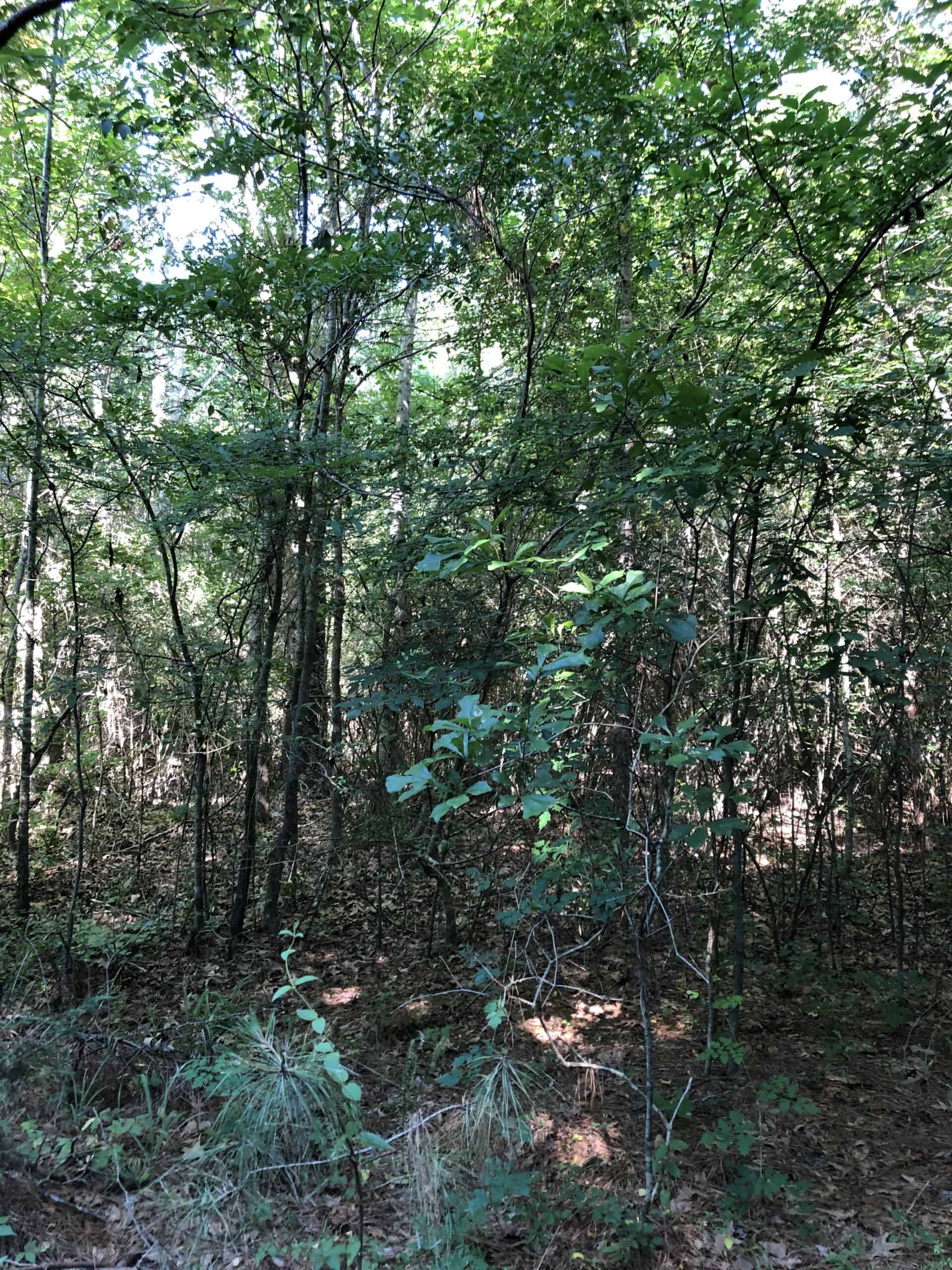 Rusk Texas Hunting/Recreational Land For Sale