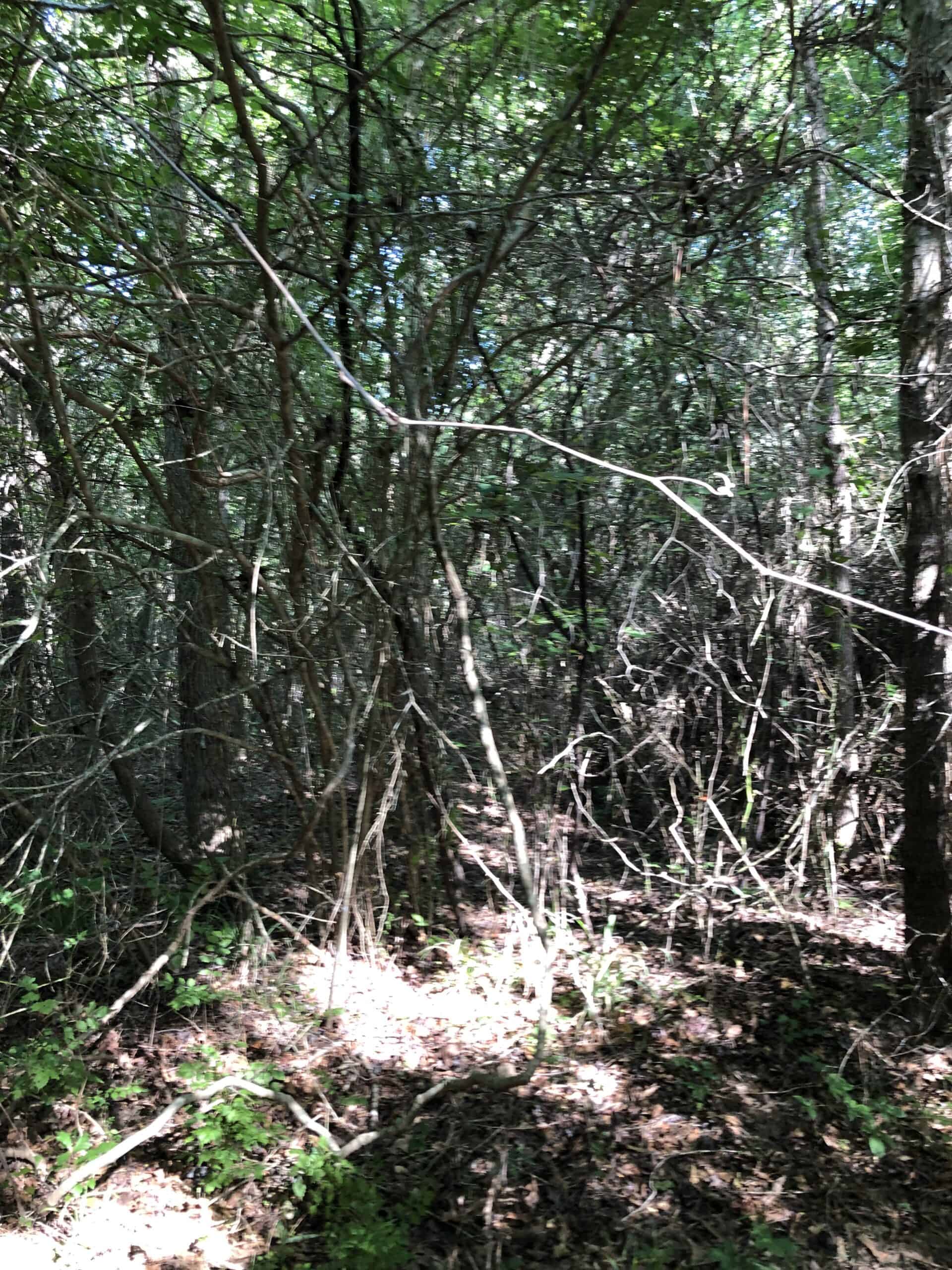 Rusk Texas Hunting/Recreational Land For Sale