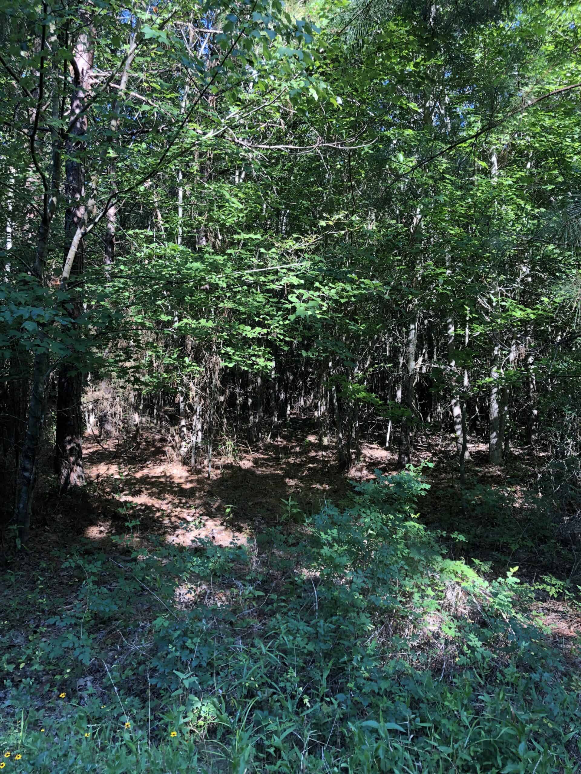 Rusk Texas Hunting/Recreational Land For Sale