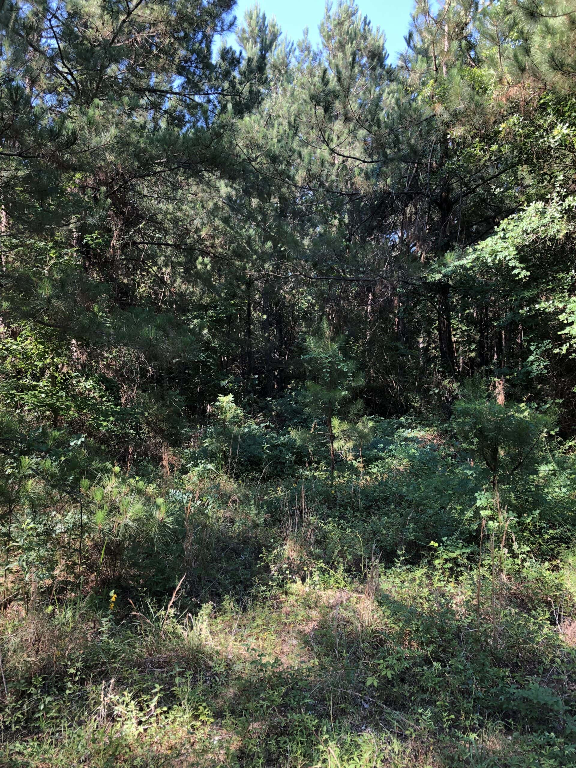 Rusk Texas Hunting/Recreational Land For Sale